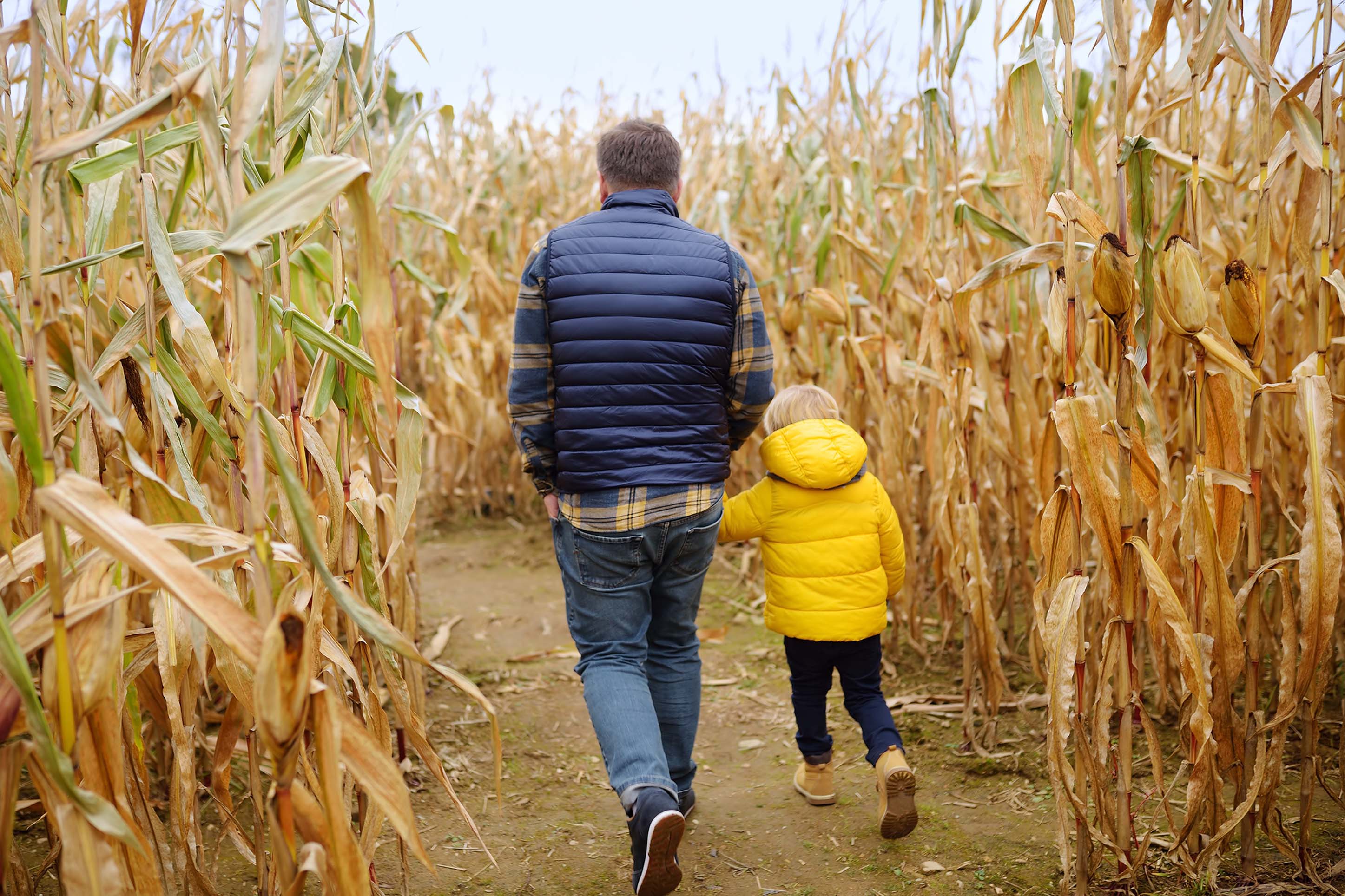 father and child walk through a corn maze