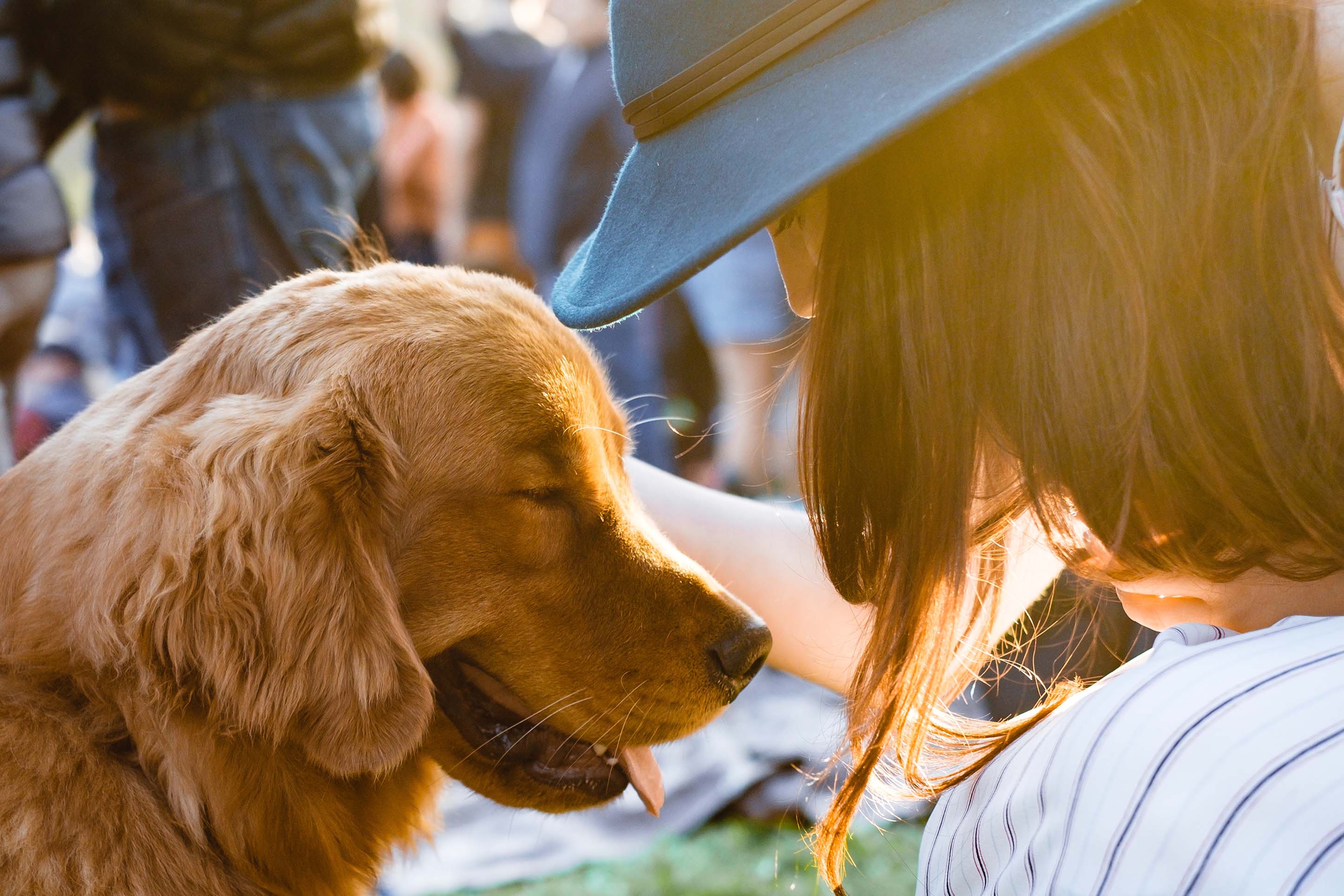 golden retriever dog at a concert