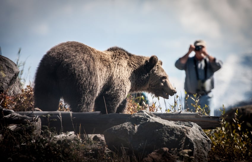 man taking photo of a bear in yellowstone national park