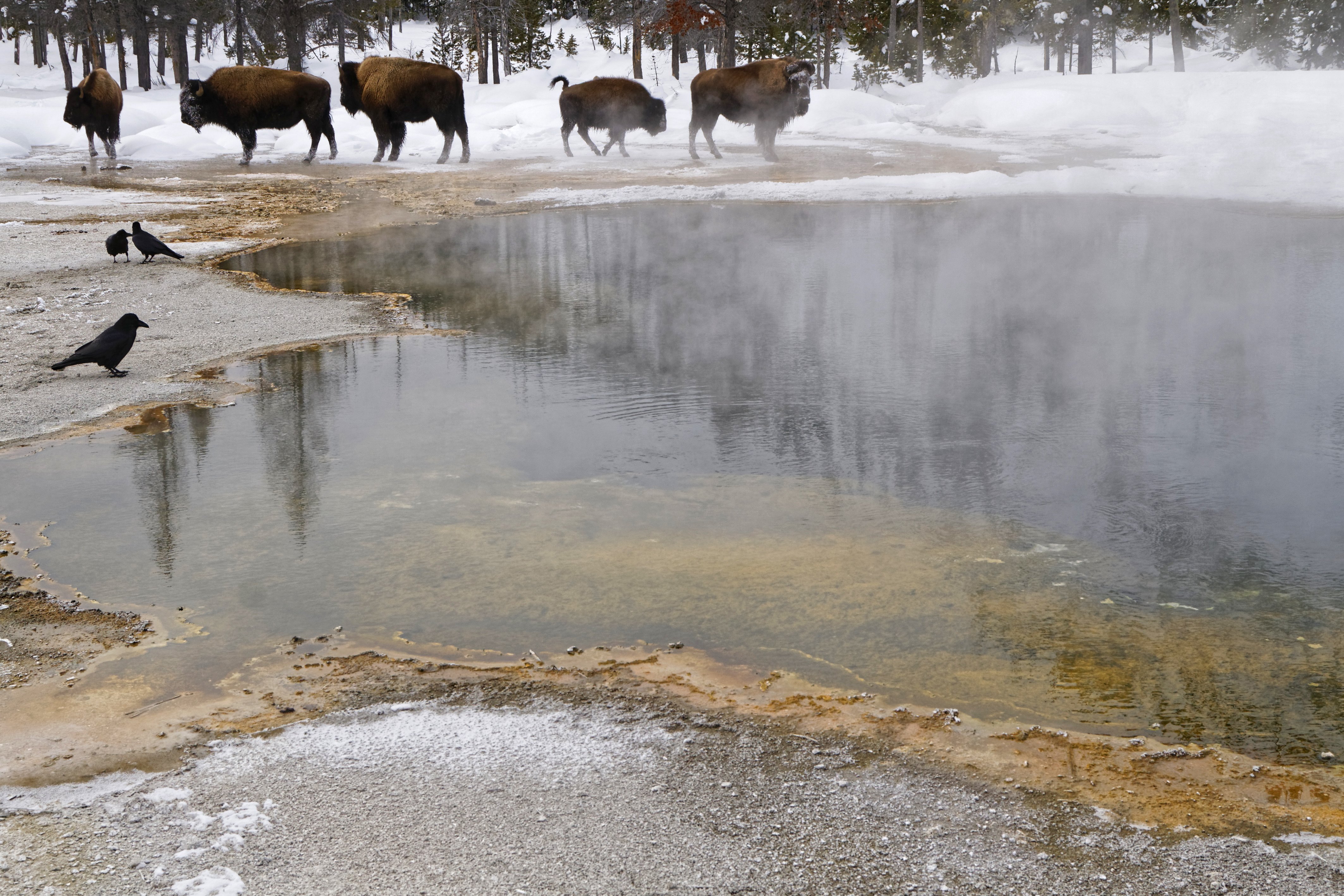 bison gather at Black Sand Basin in Yellowstone National Park