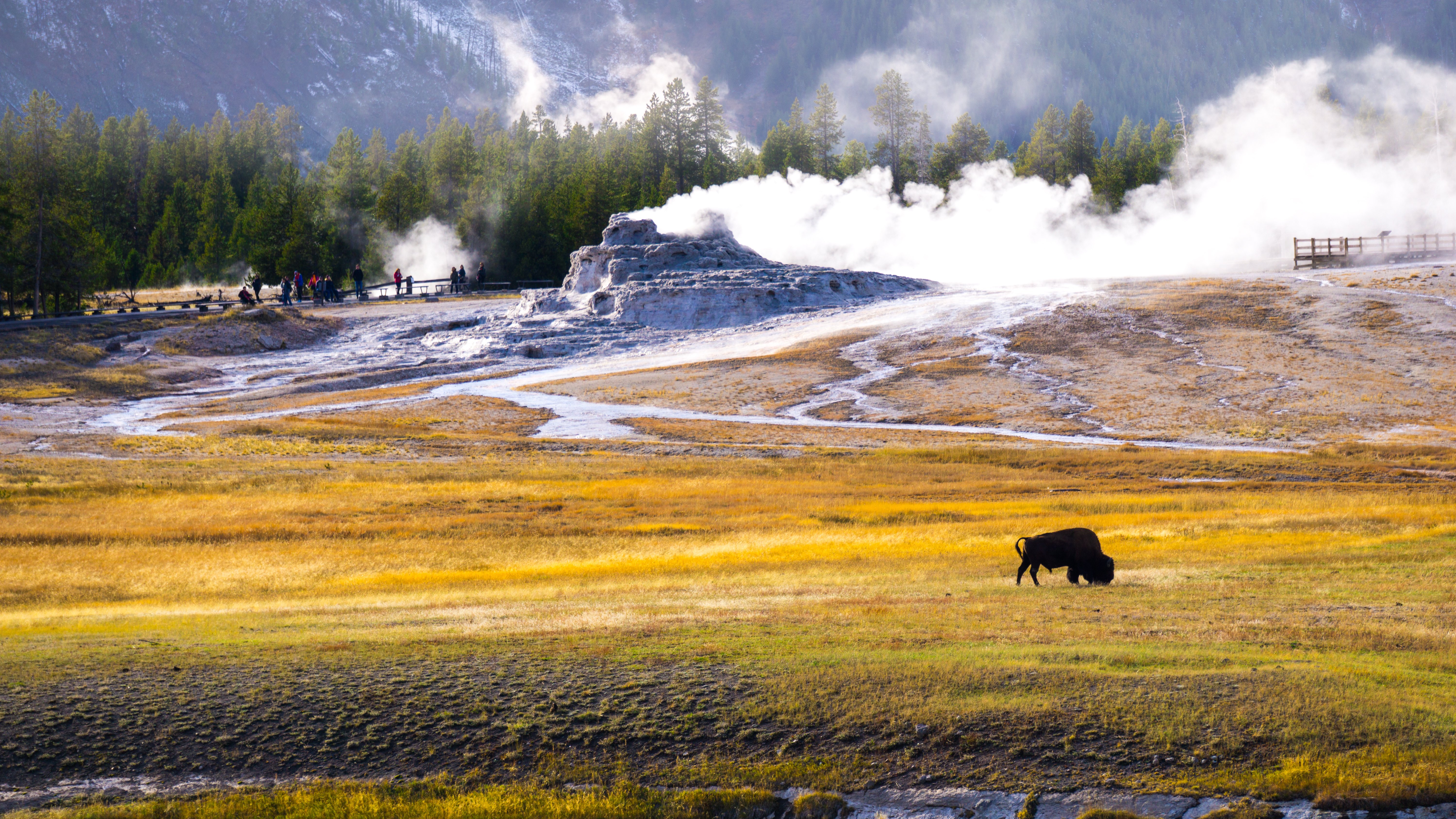 a lone bison at mammoth hot springs in yellowstone
