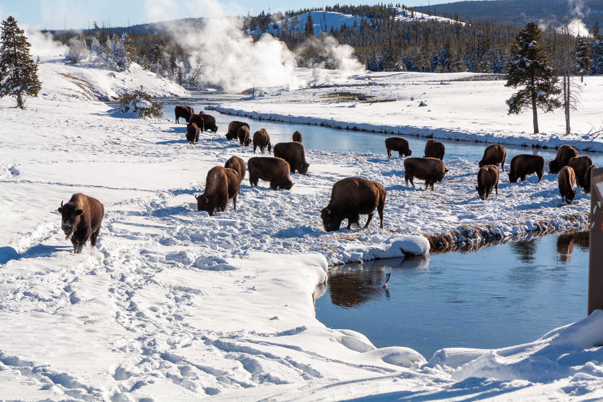 Buffalo in winter in Yellowstone