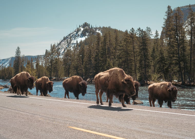 A herd of bison walking on the road in Yellowstone National Park