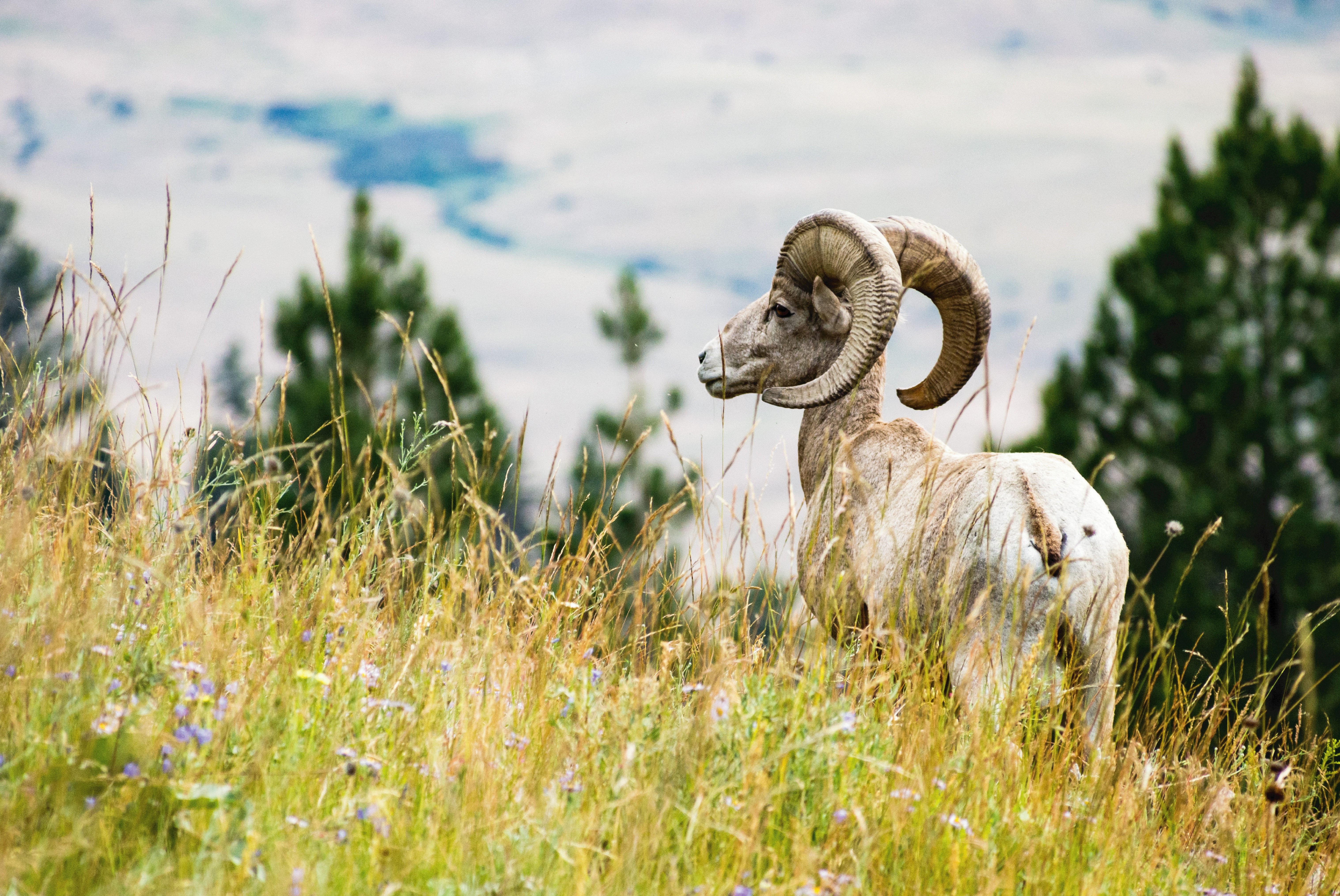 big horn sheep in montana