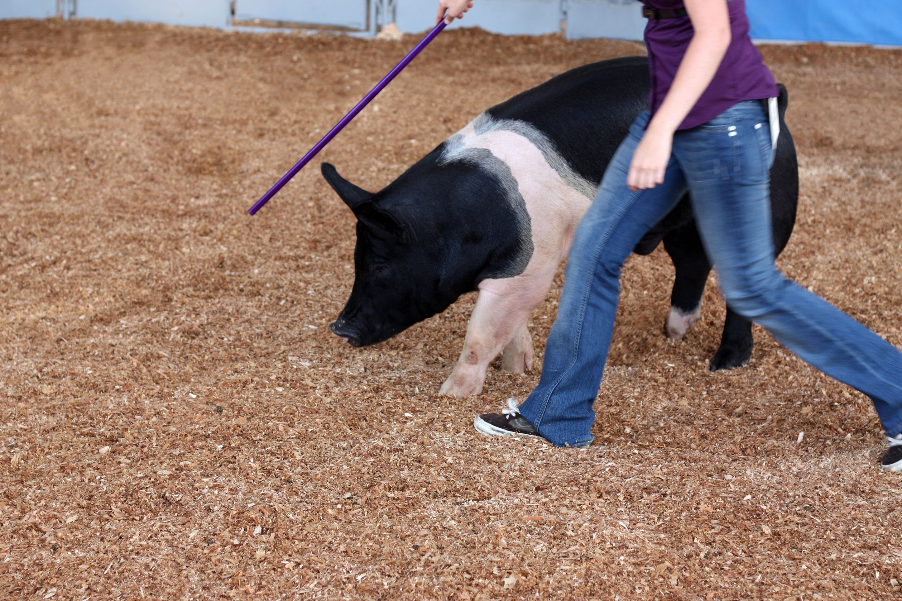 Livestock show at the fair