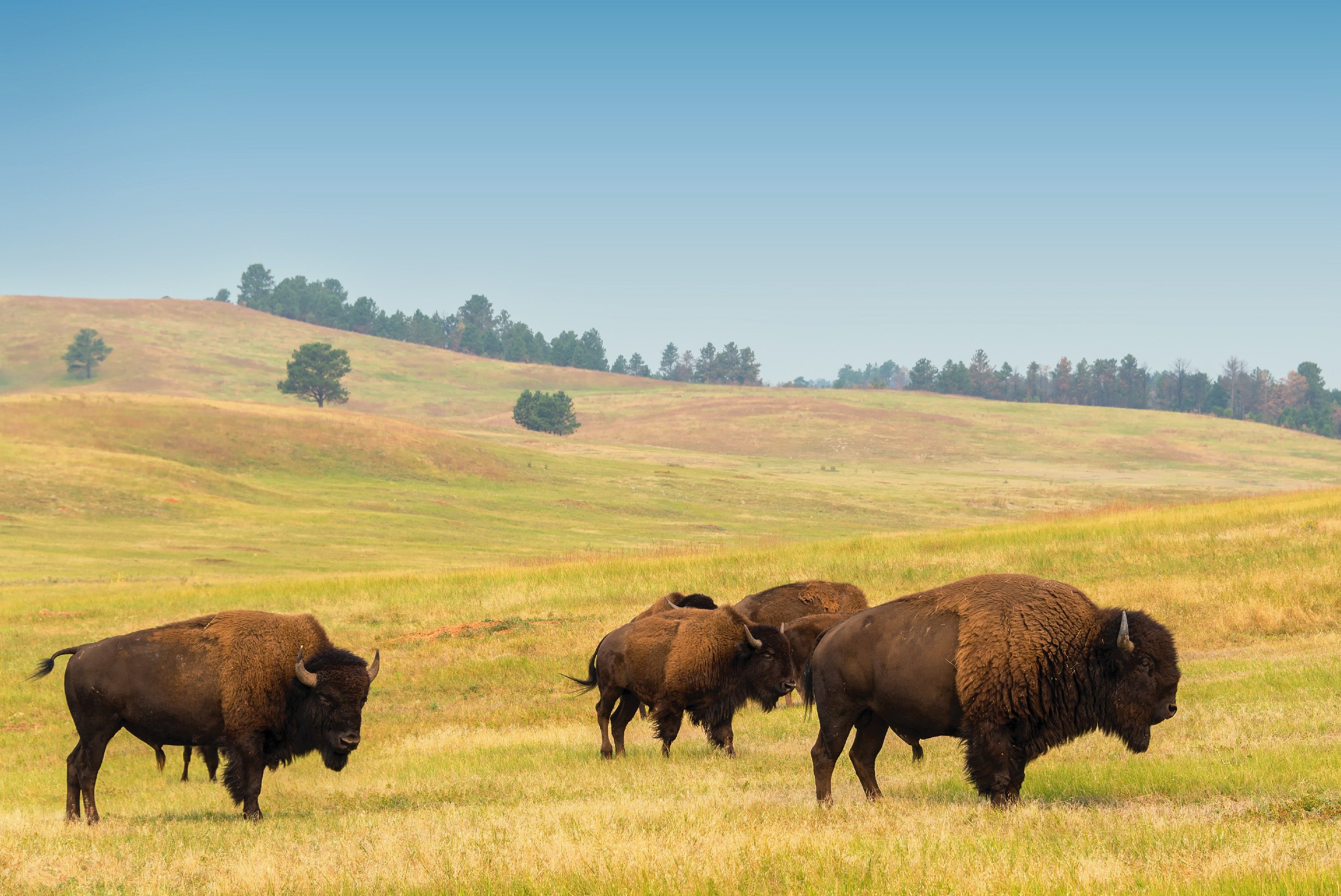 bison in yellowstone national park