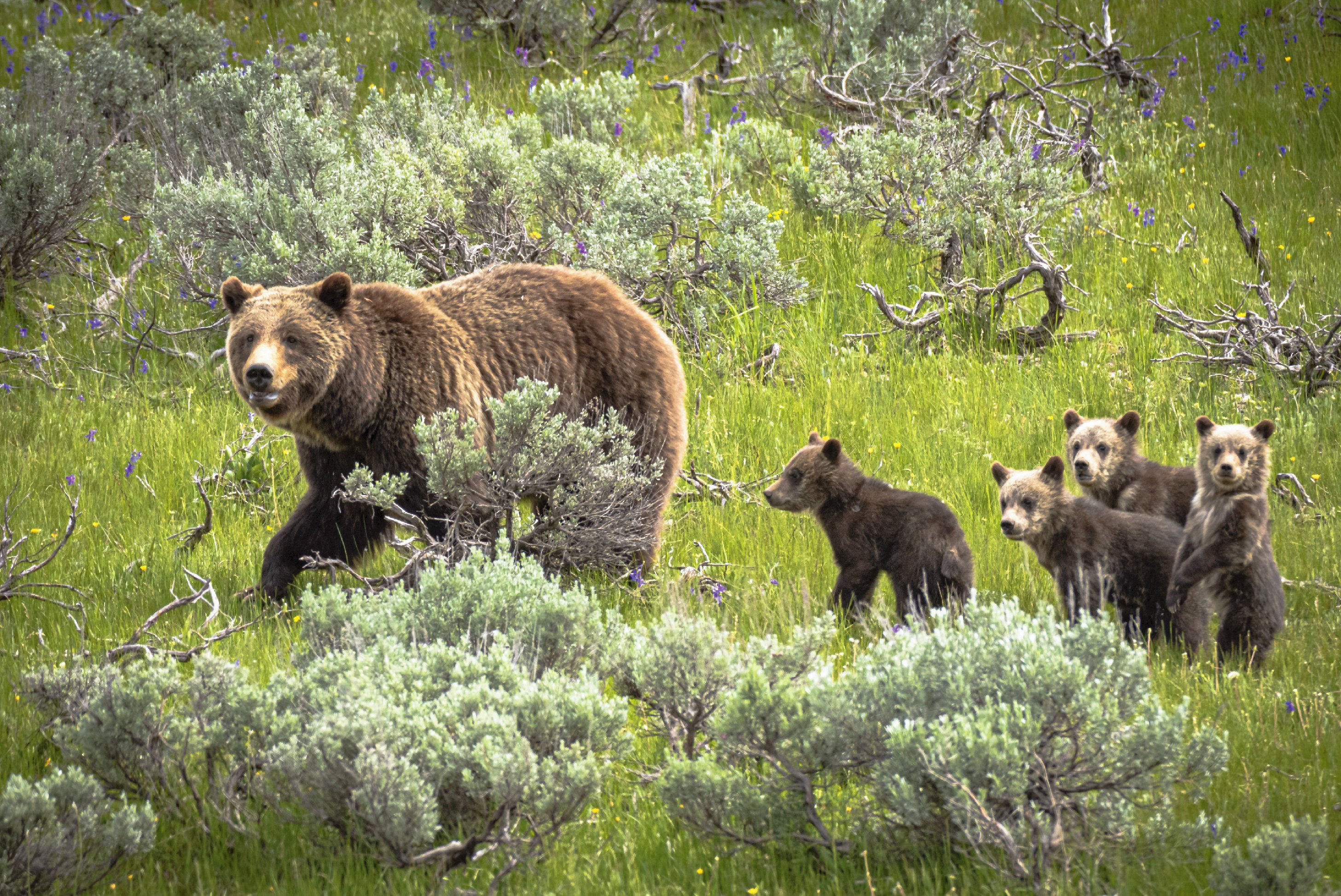 grizzly bear and cubs in yellowstone national park