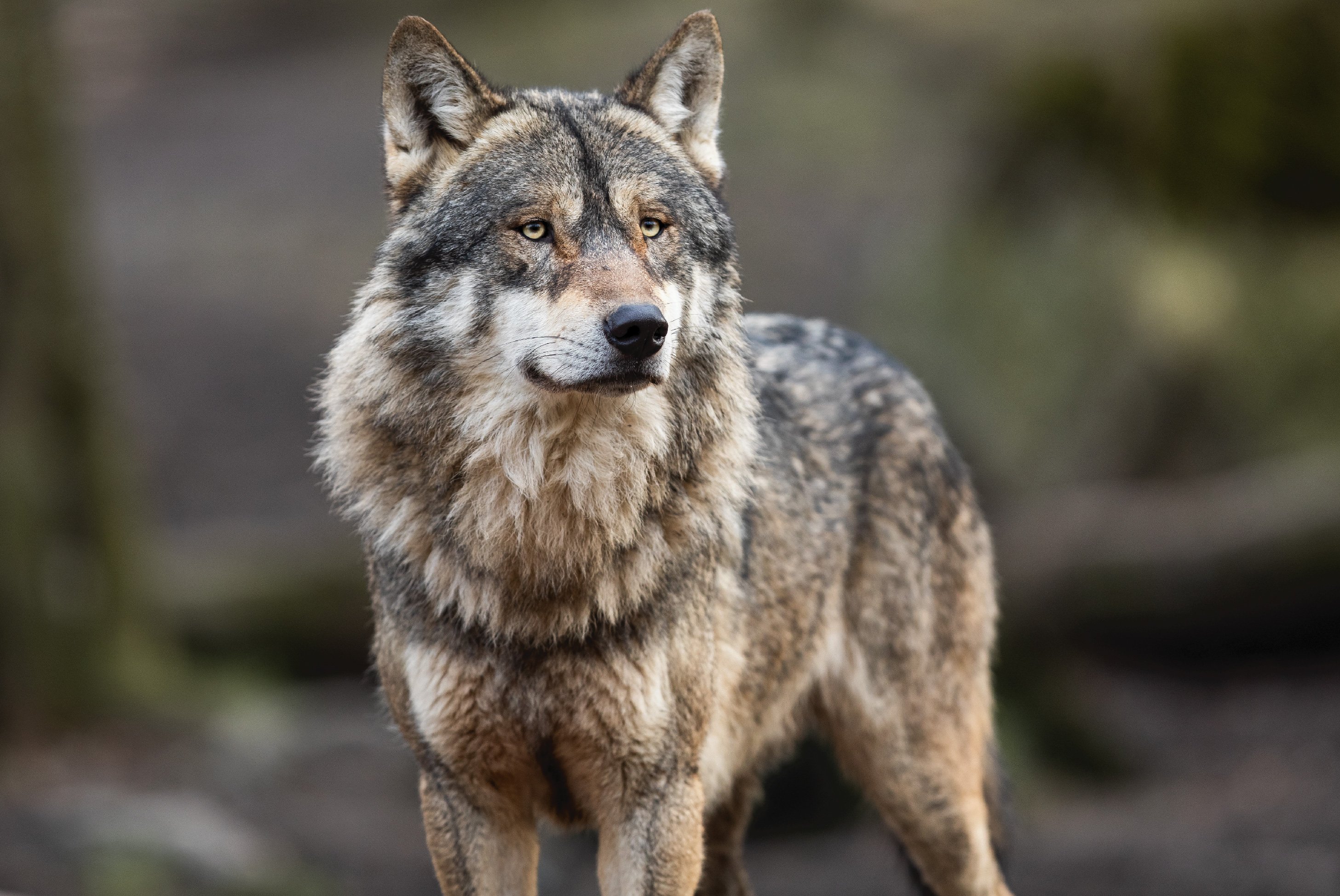 gray wolf in yellowstone national park