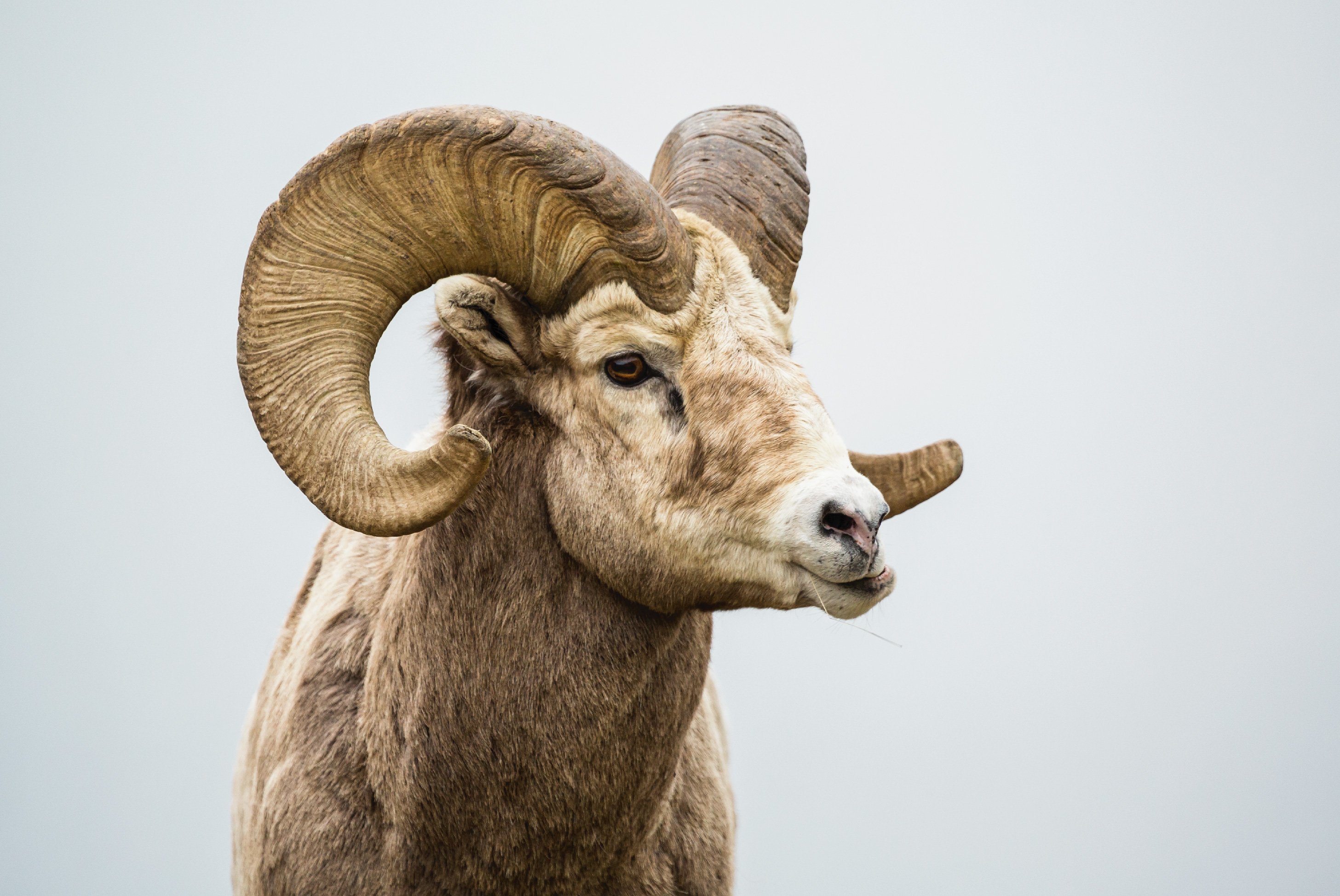 bighorn sheep in yellowstone national park