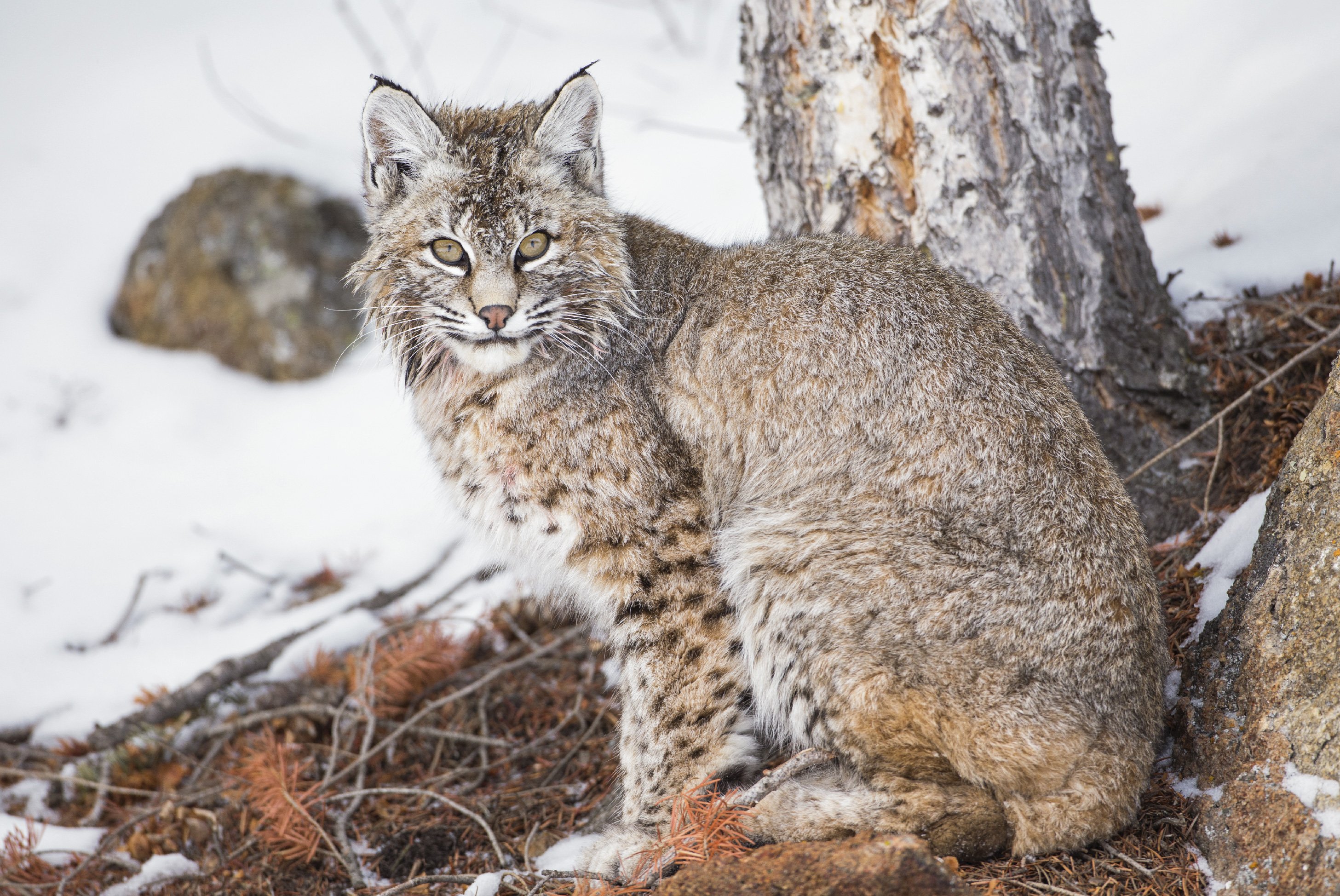 bobcat in yellowstone national park