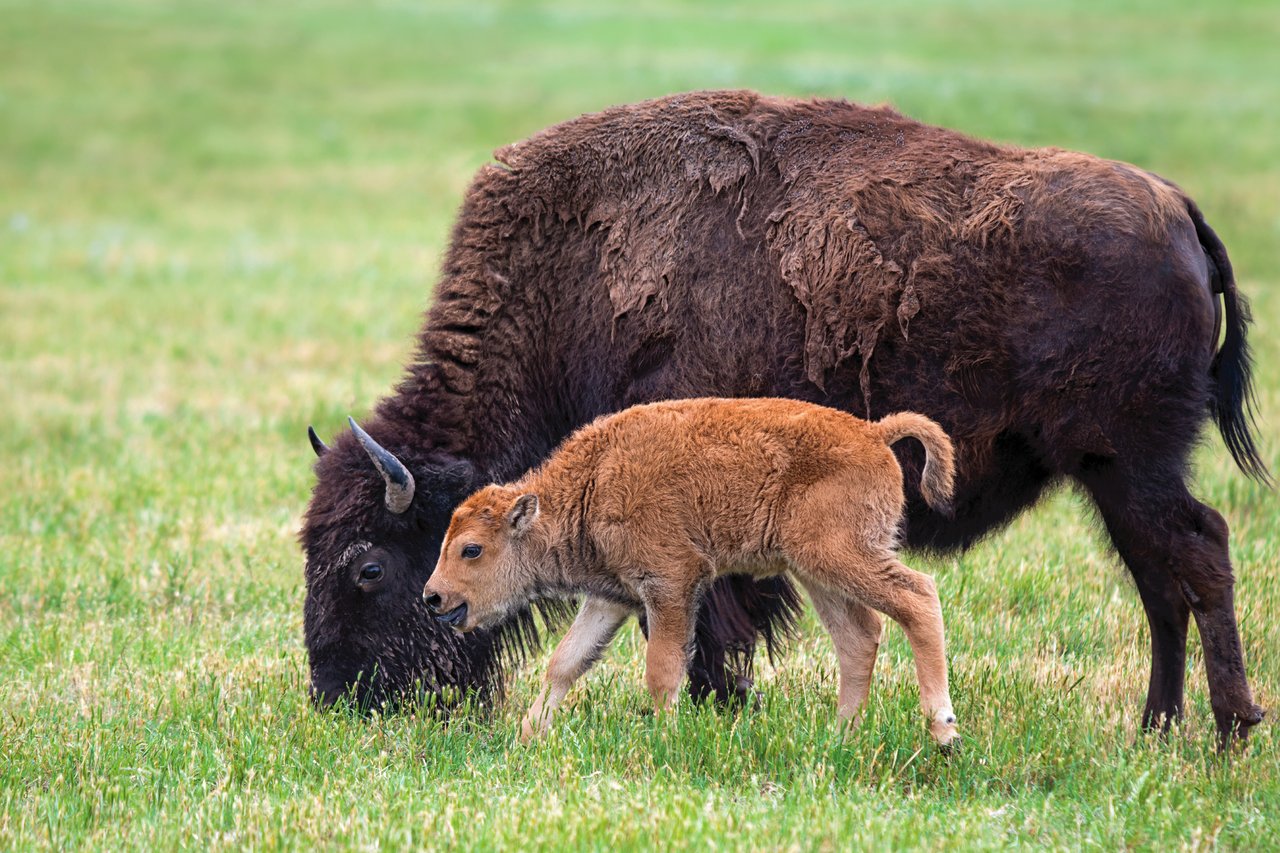 bison and a red dog calf