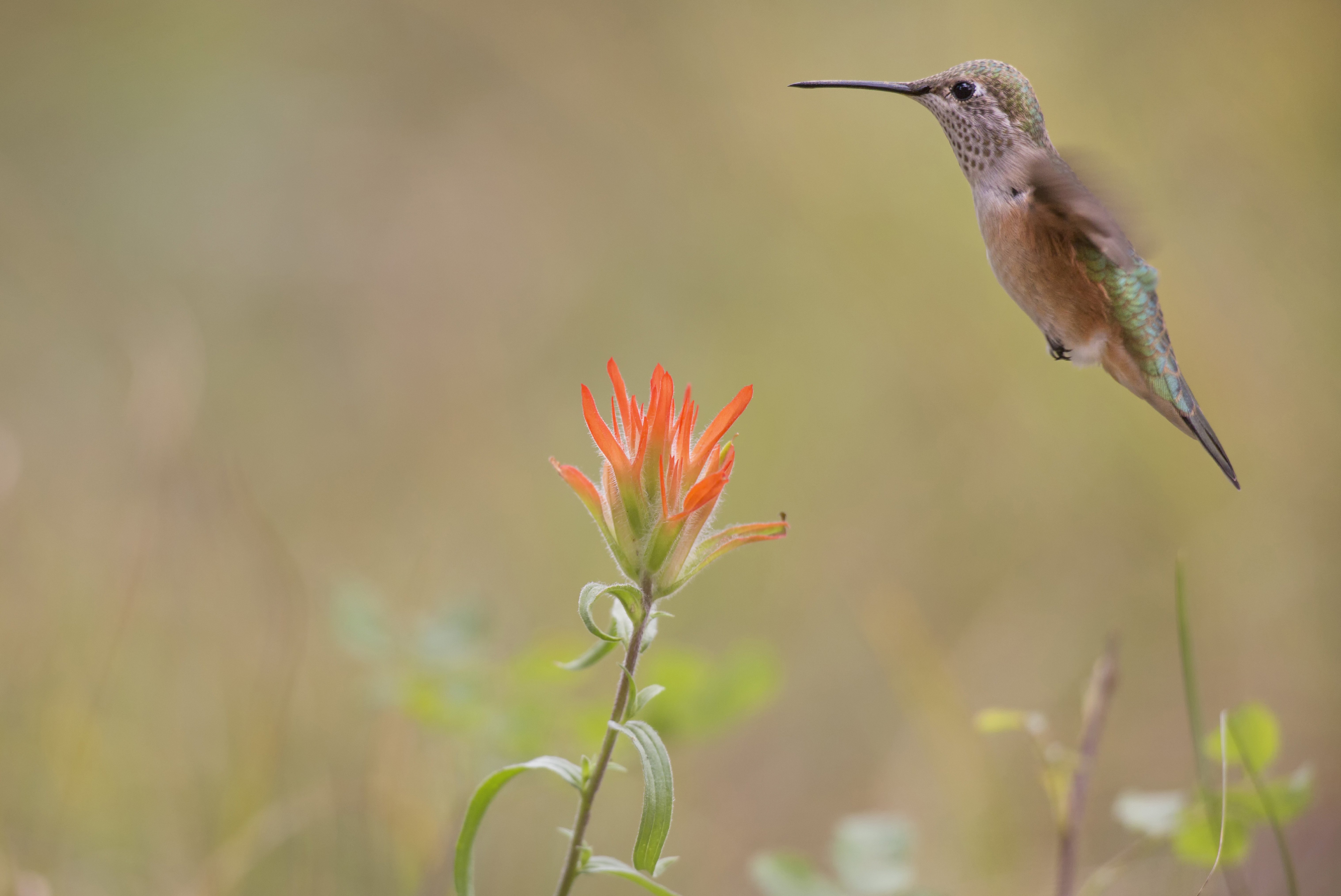 hummingbird hovering near indian paintbrush wildflower