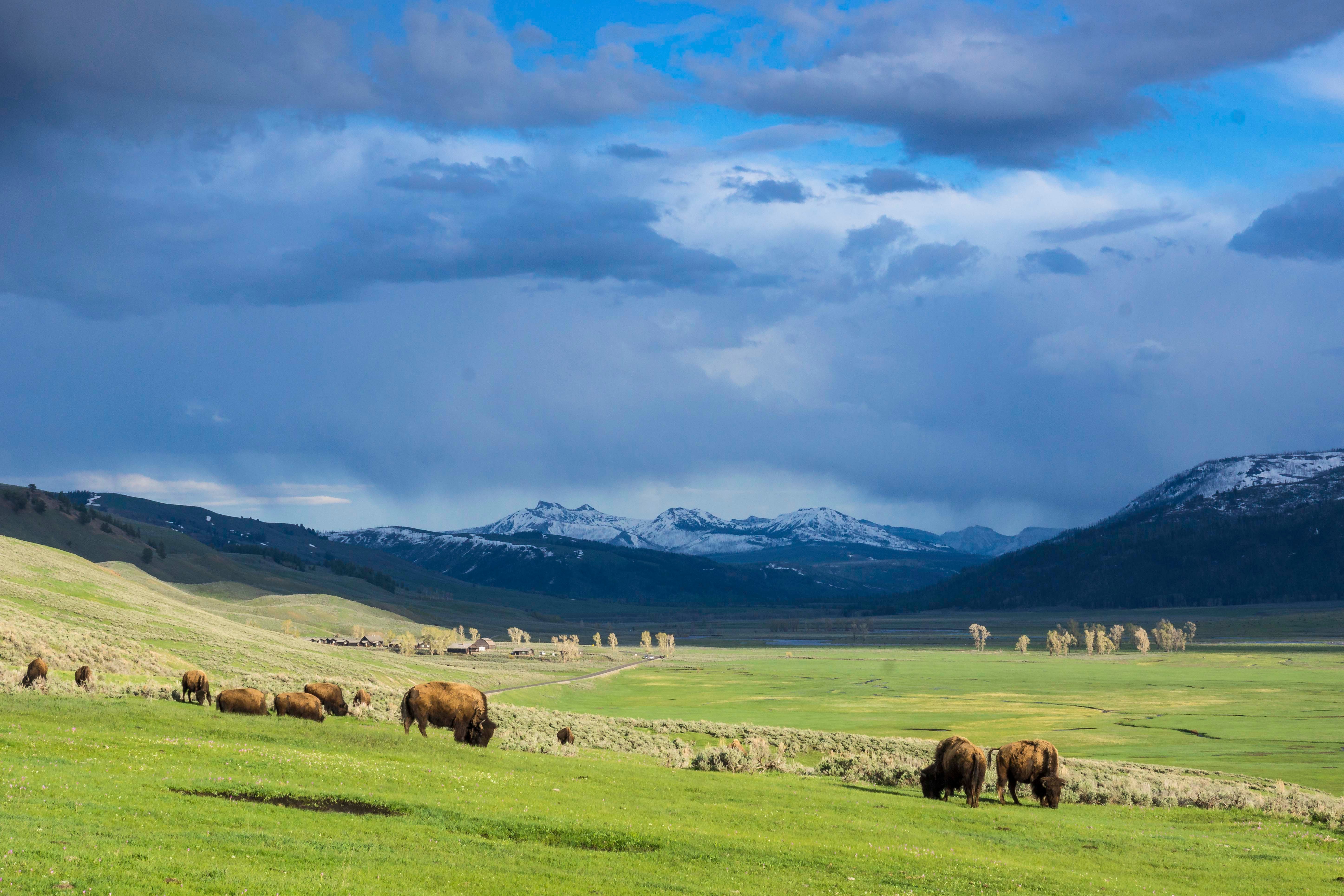 bison grazing in lamar valley, yellowstone