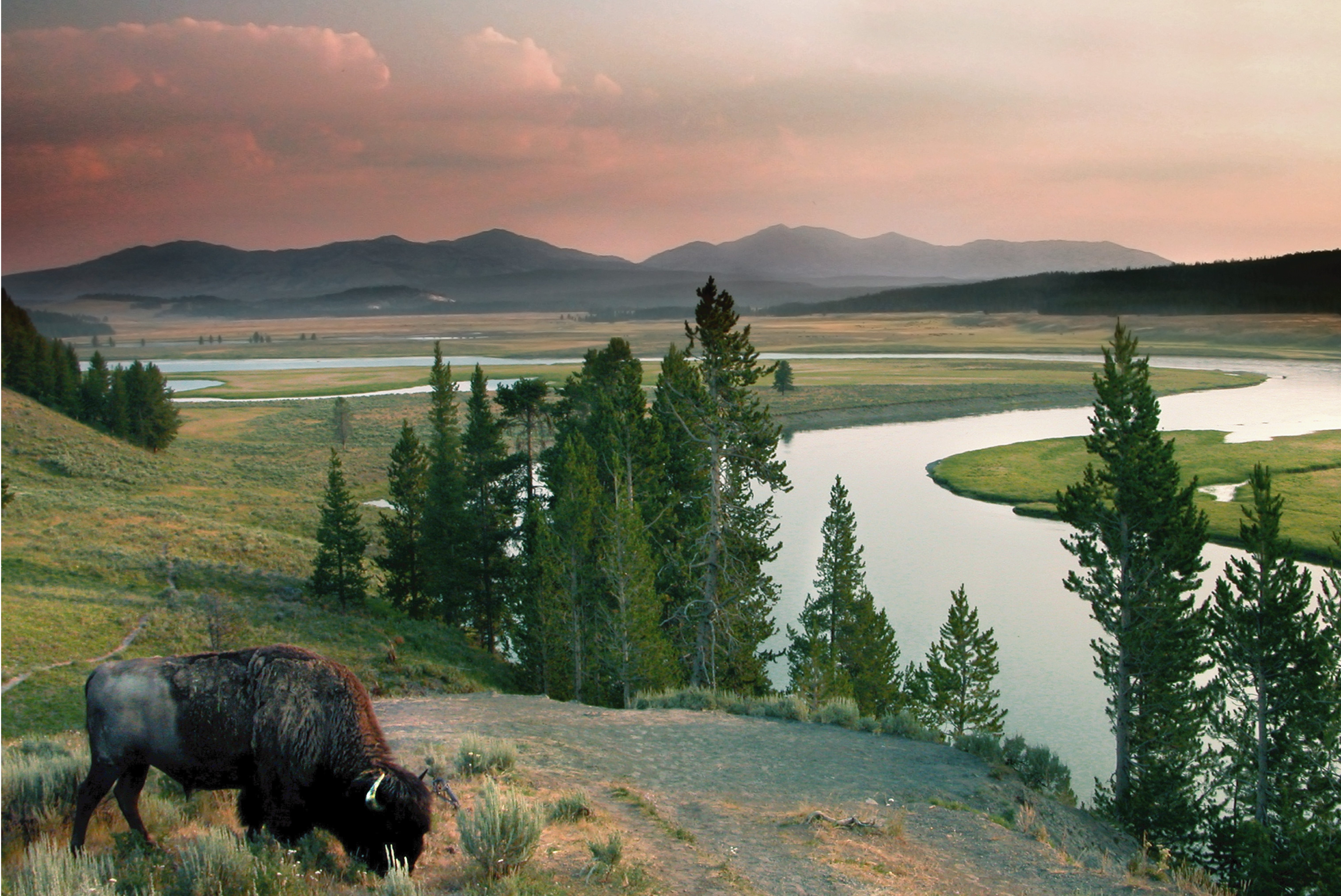 a bison feeding near the yellowstone river