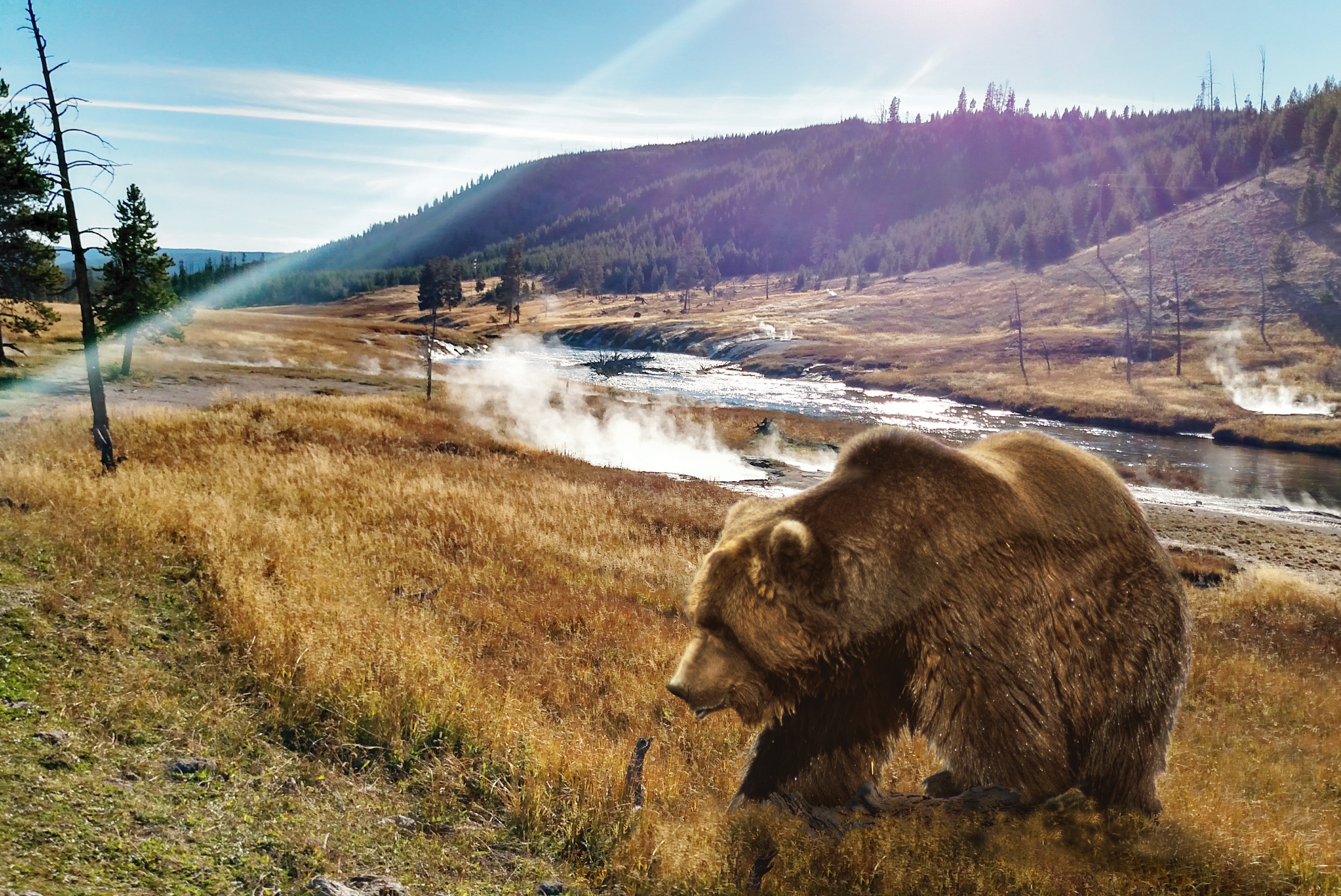 grizzly bear near hot springs on the yellowstone river