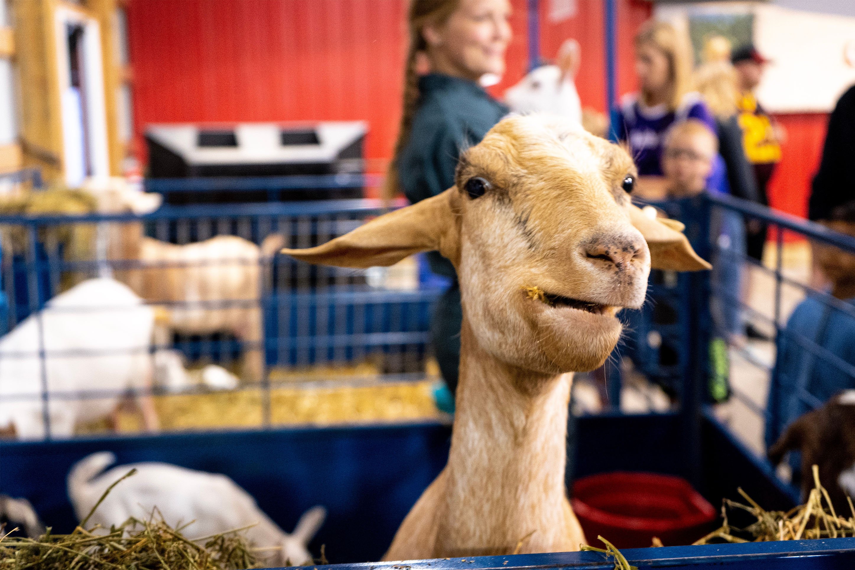 Farm animals at the Big Sky Country State Fair