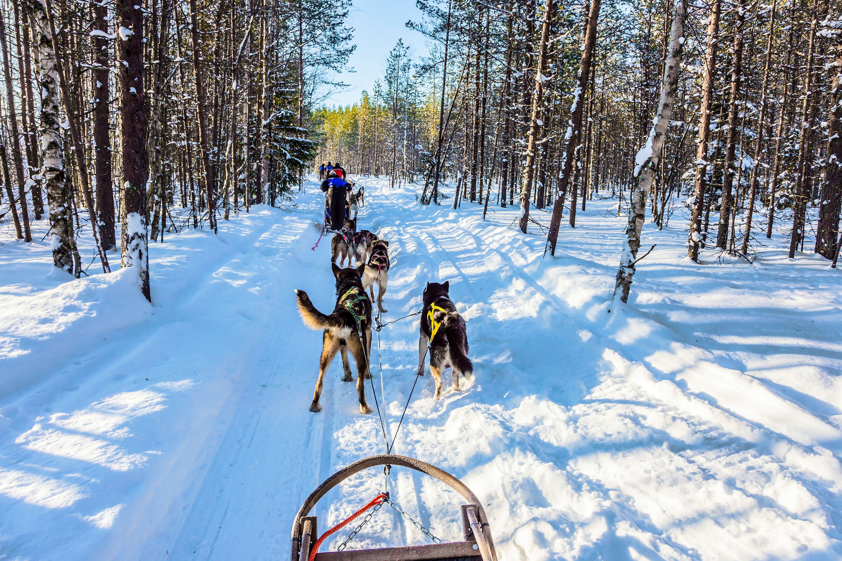 Dog sled teams on a forest trail