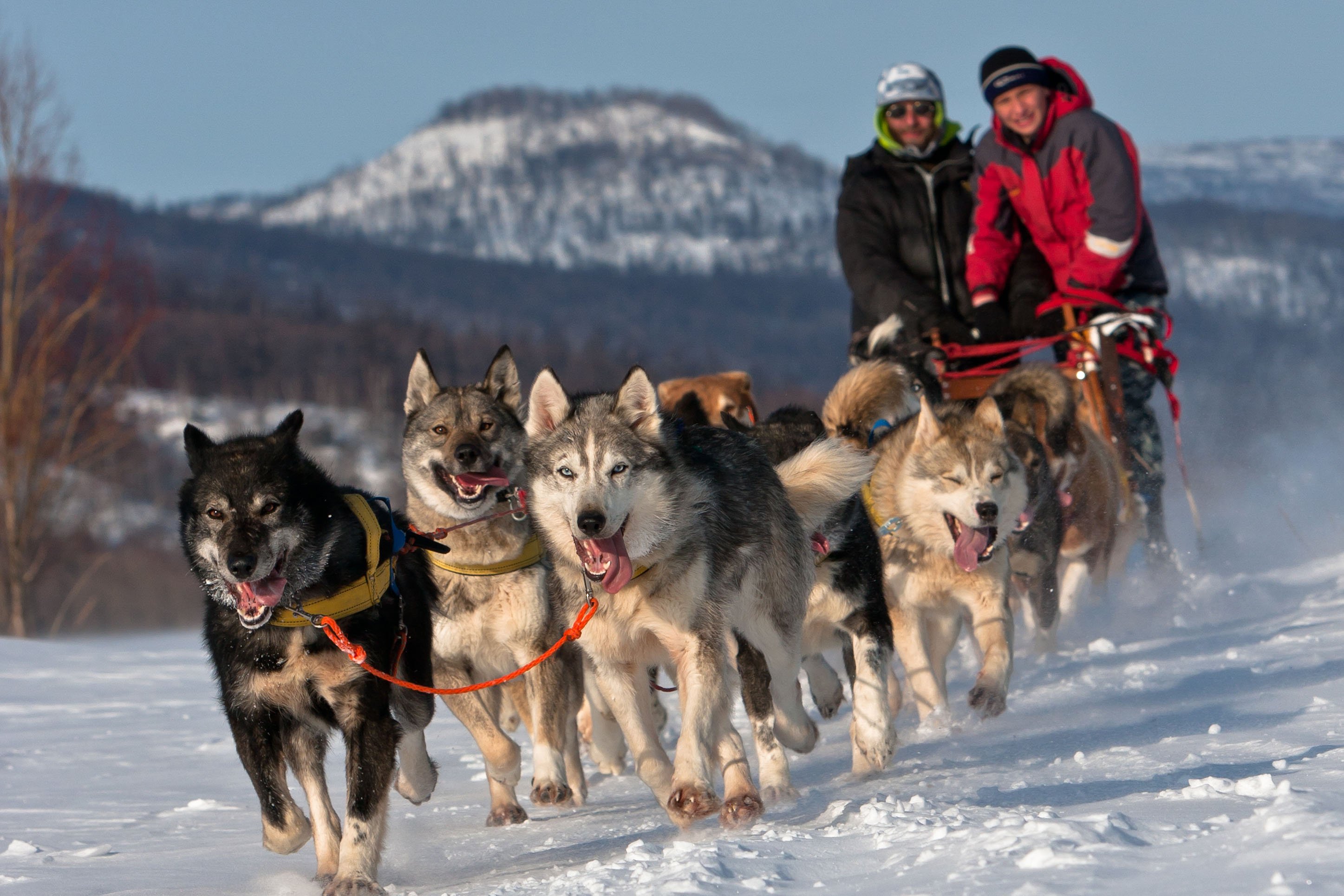 Two men driving a sled dog team