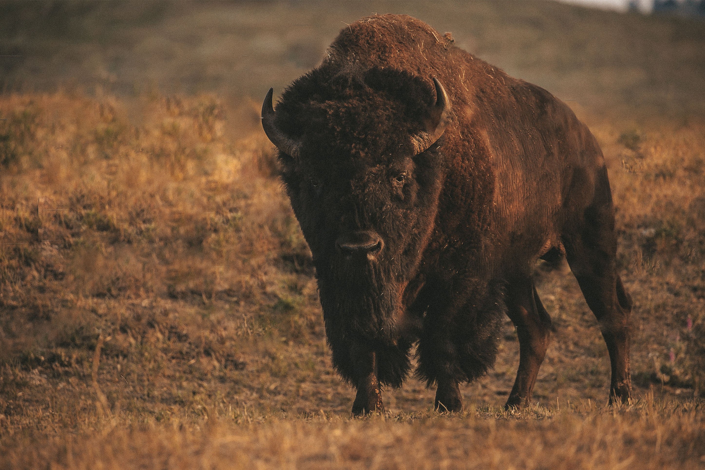 a bison in yellowstone national park