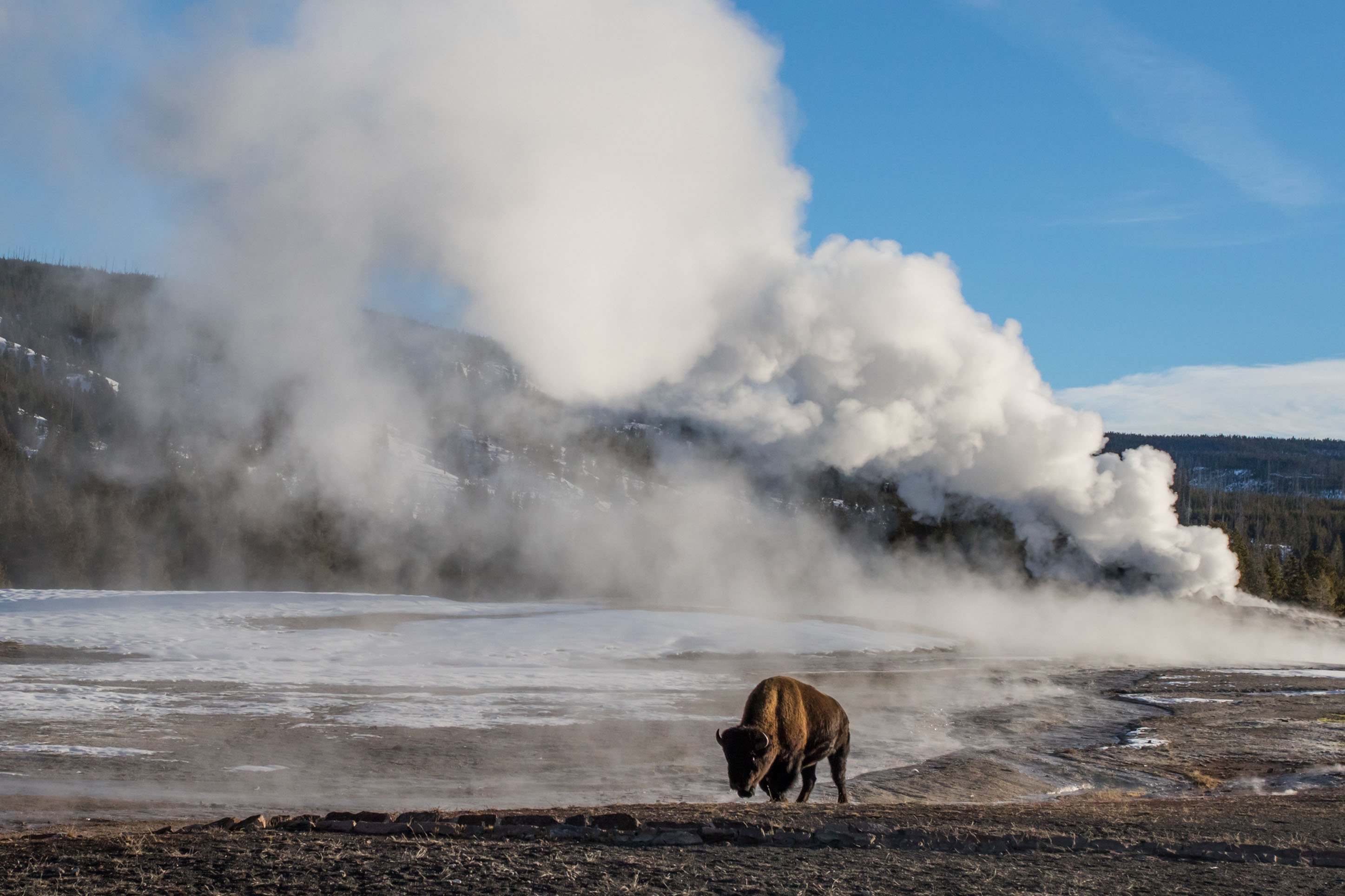 Bison and geyser in Yellowstone National Park