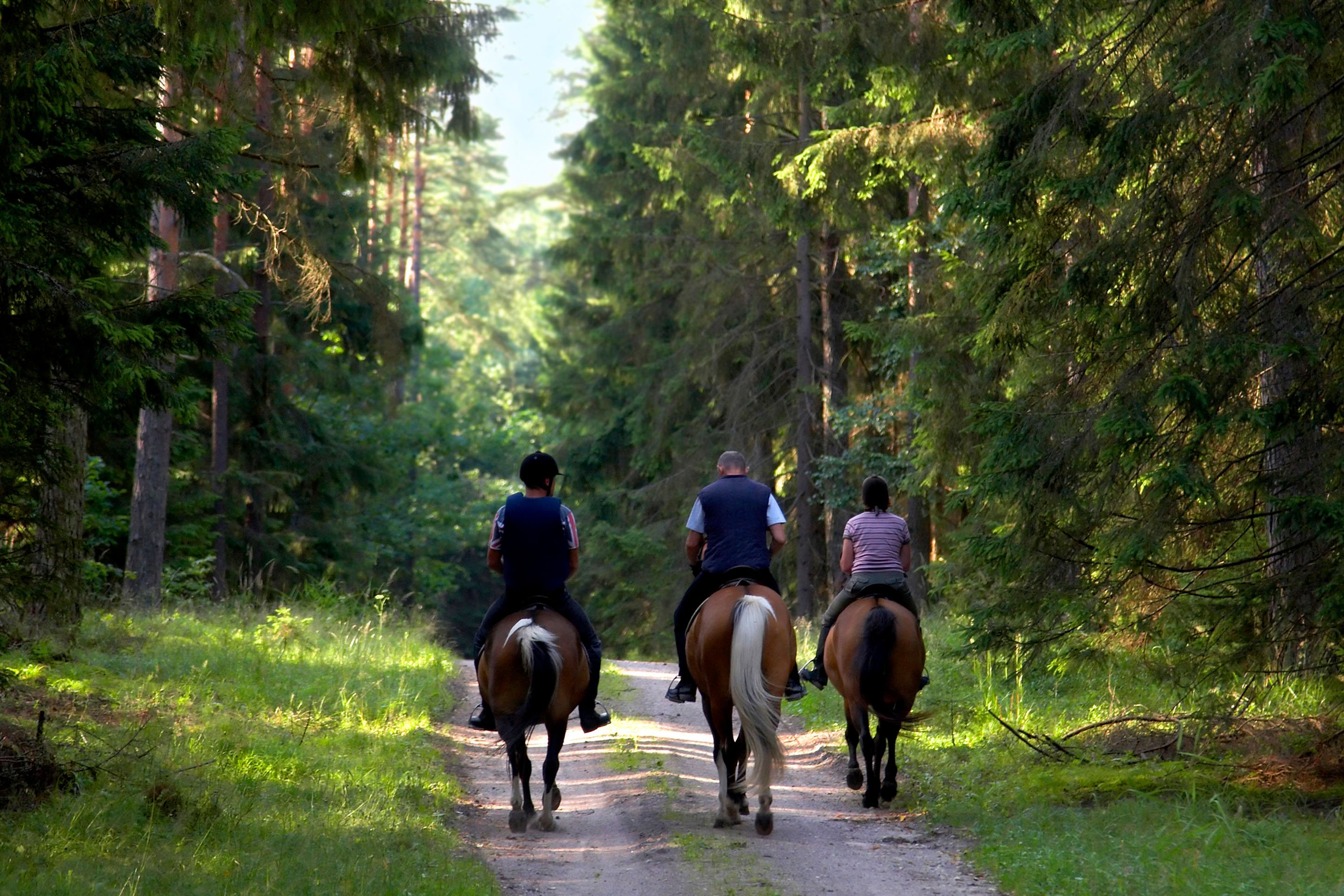 Horseback riding on a mountain trail. 