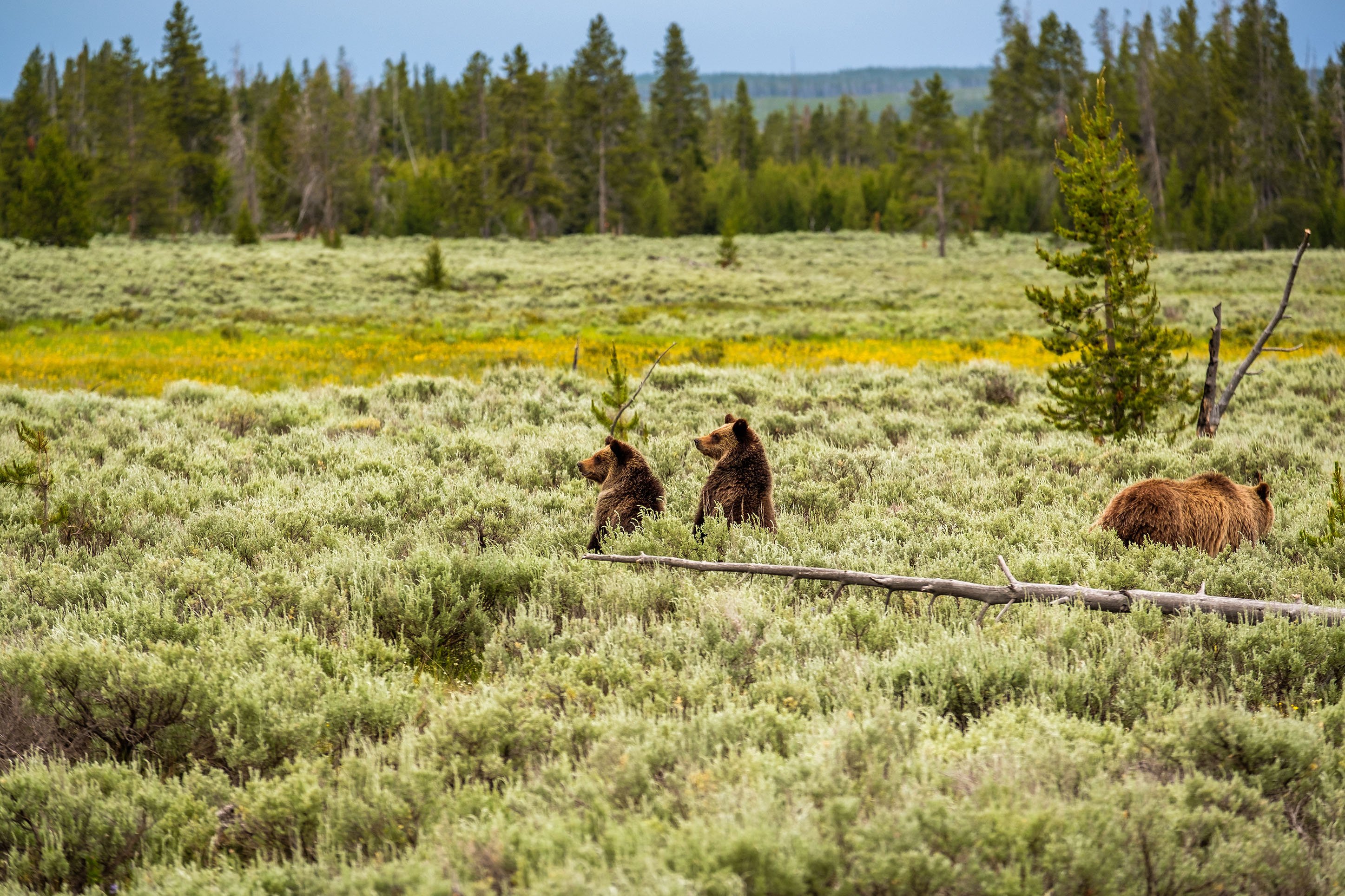 CVB_life-changing-yellowstone-blog1