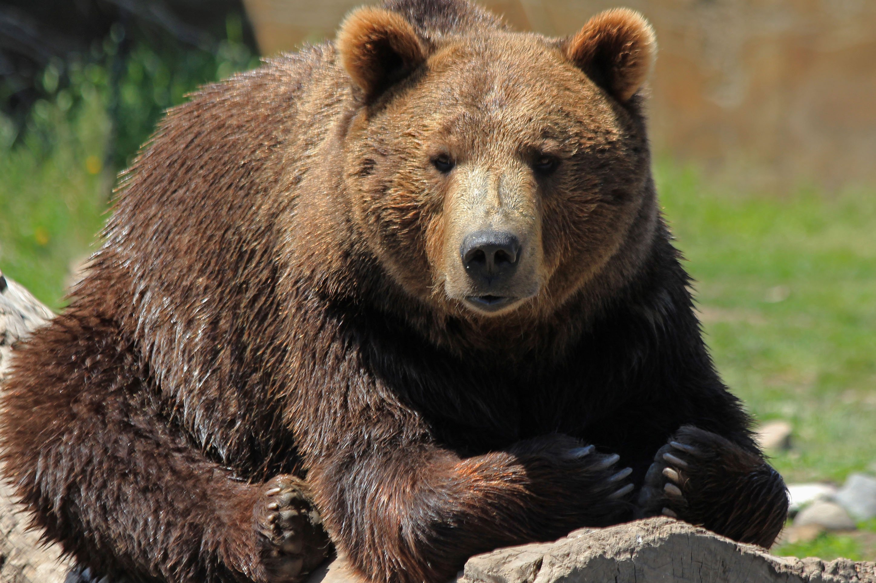 Grizzly bear in Yellowstone National park