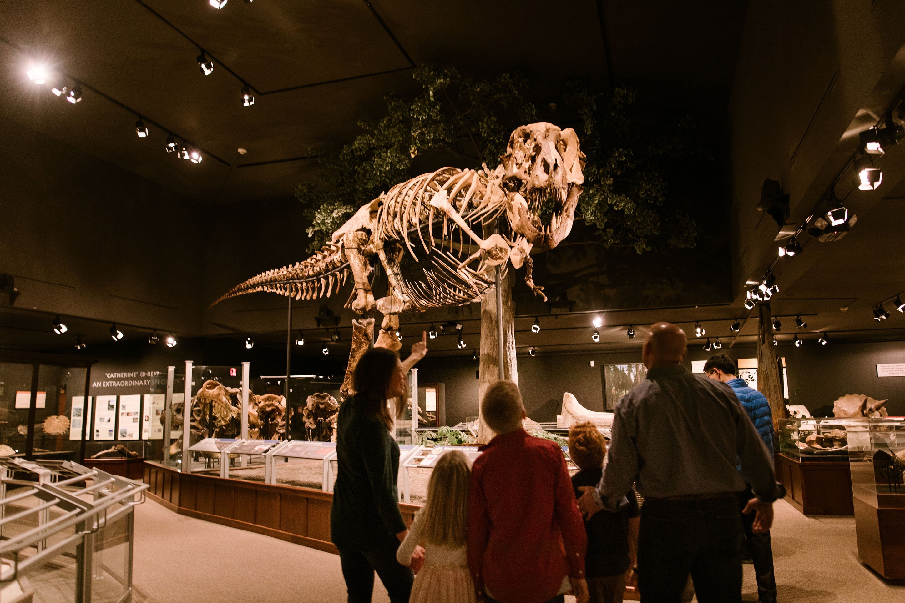 family looking at the skeleton of a dinosaur at Museum of the Rockies