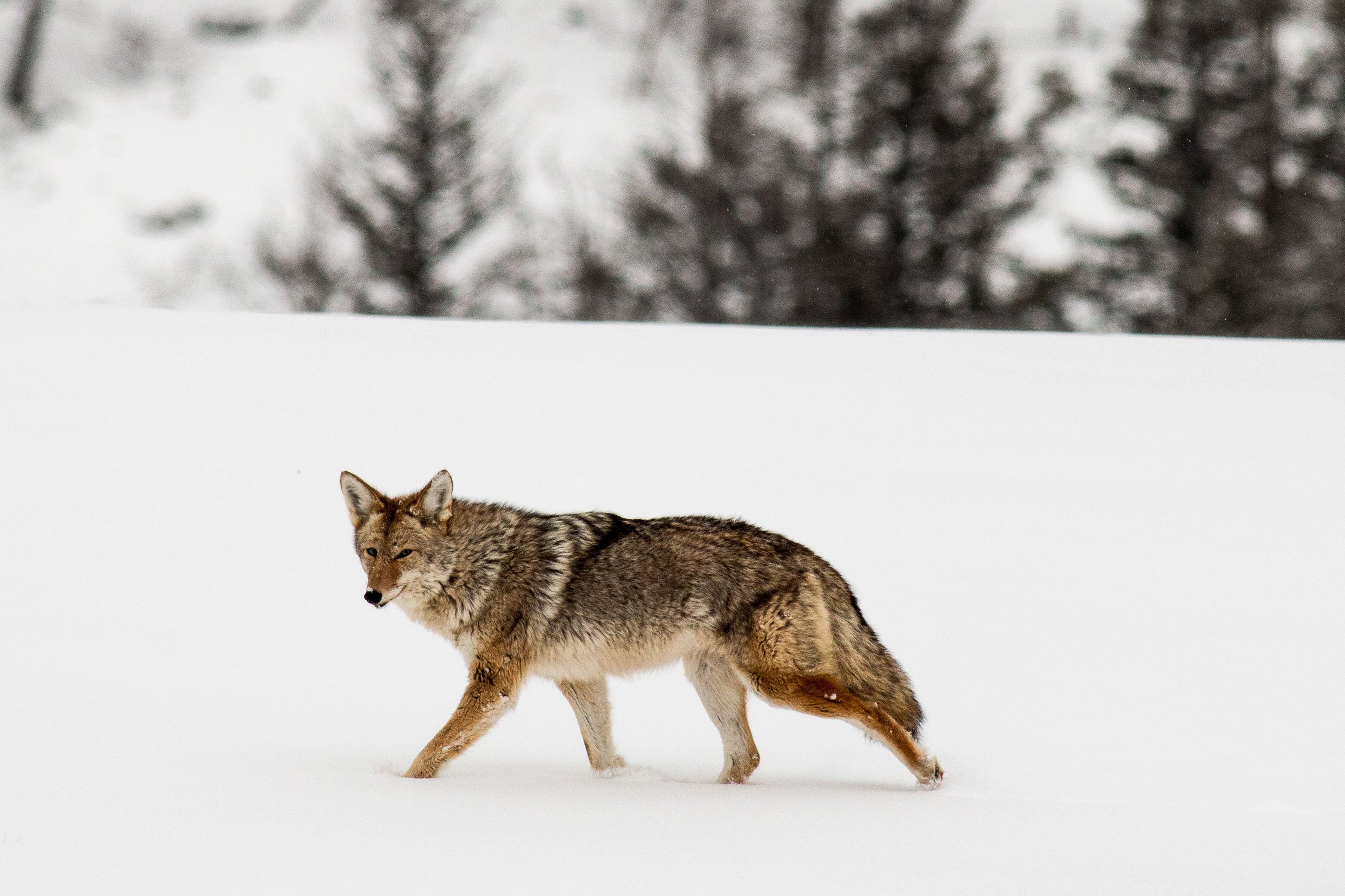 Wolf in Yellowstone National Park