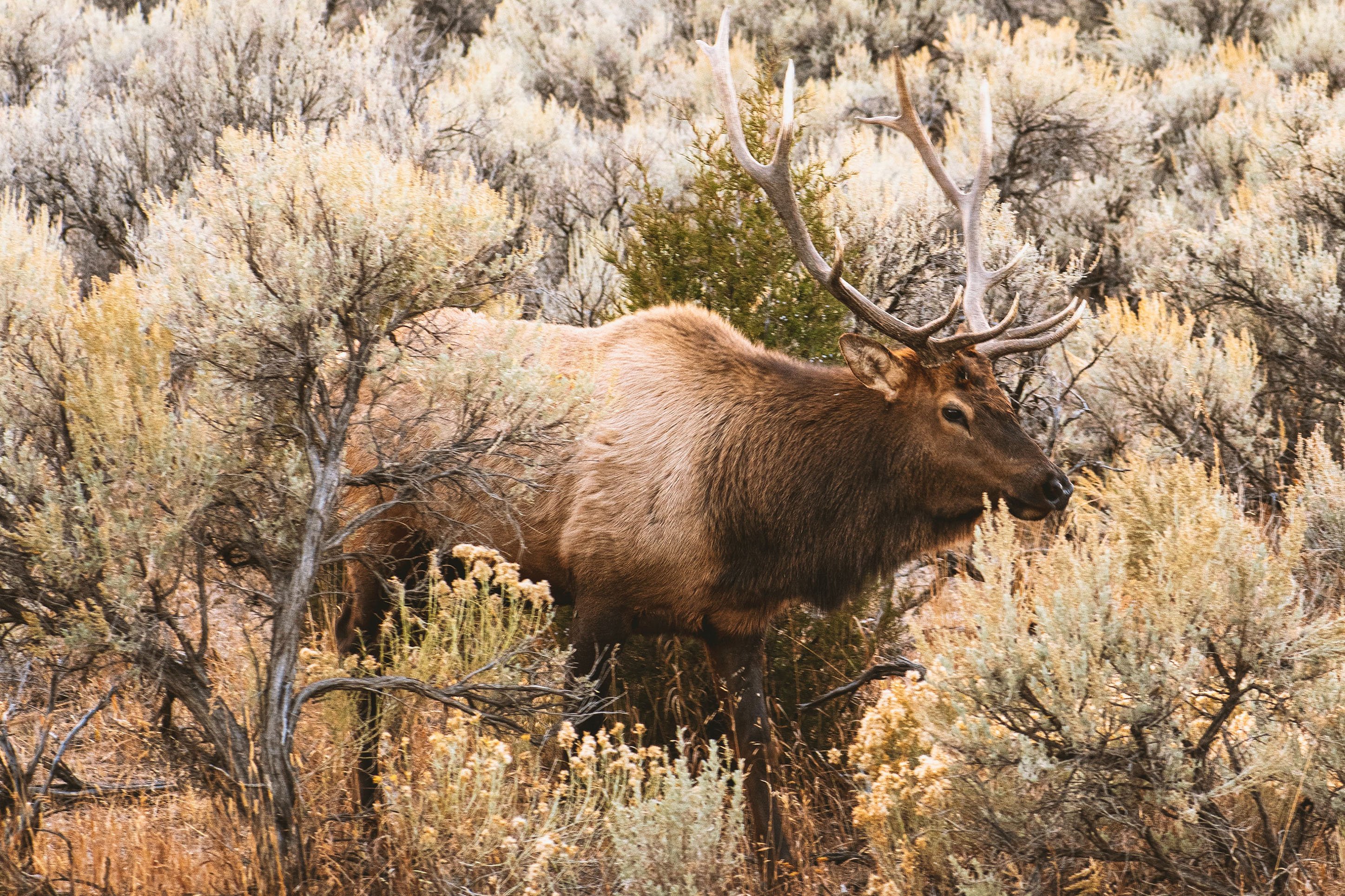 Bull elk in Yellowstone National Park