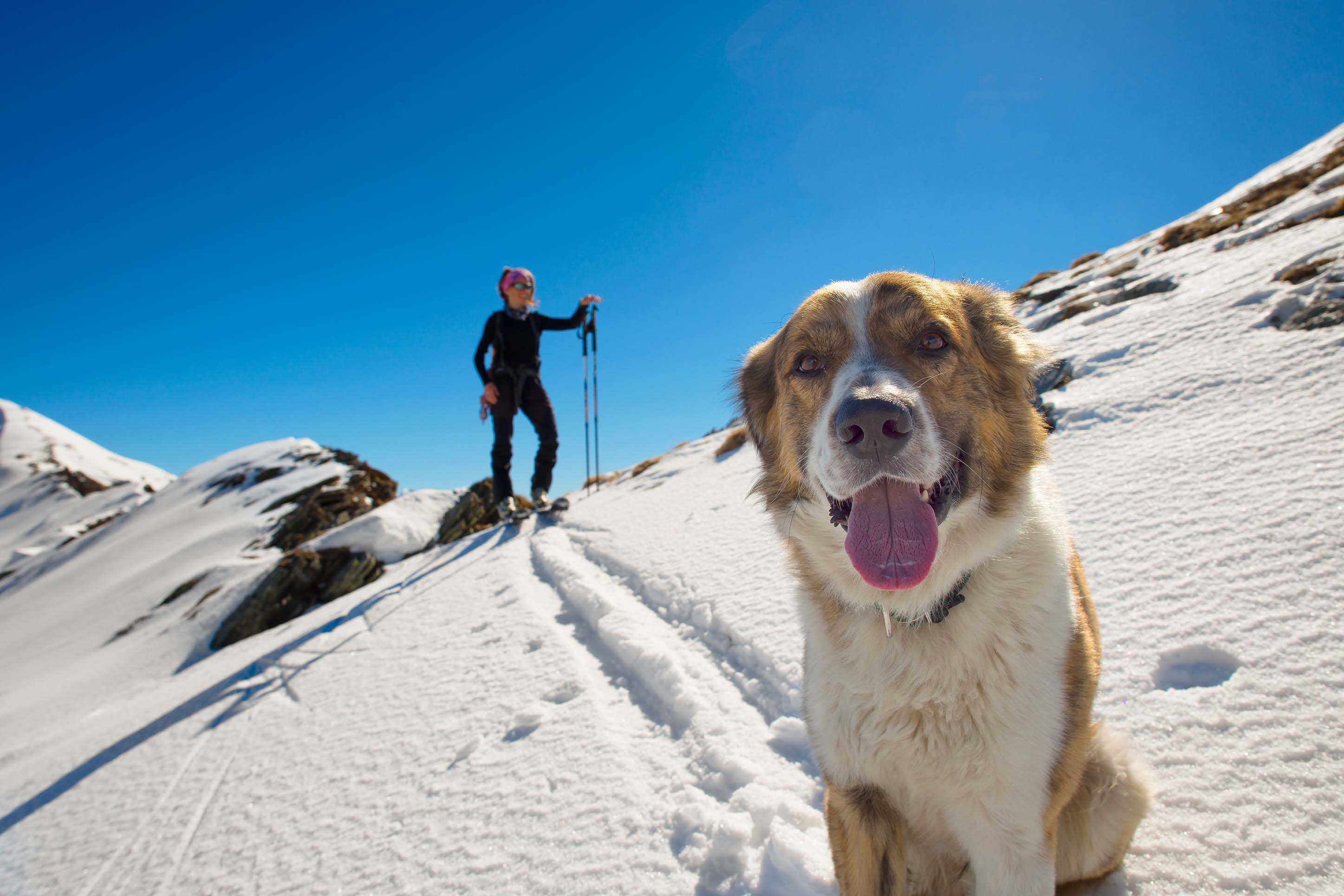 backcountry skiing with a dog in Montana