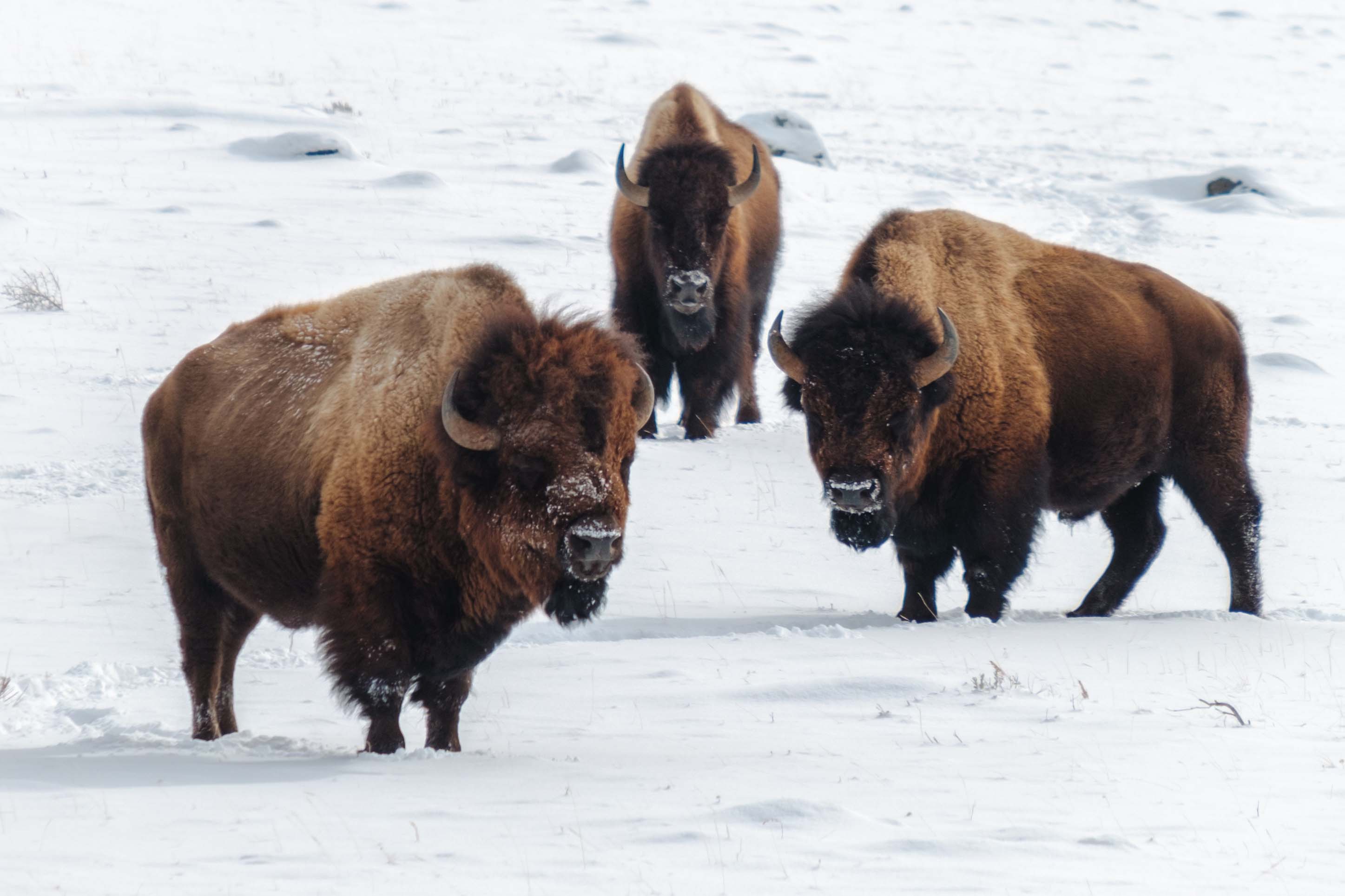 bison in Yellowstone National Park