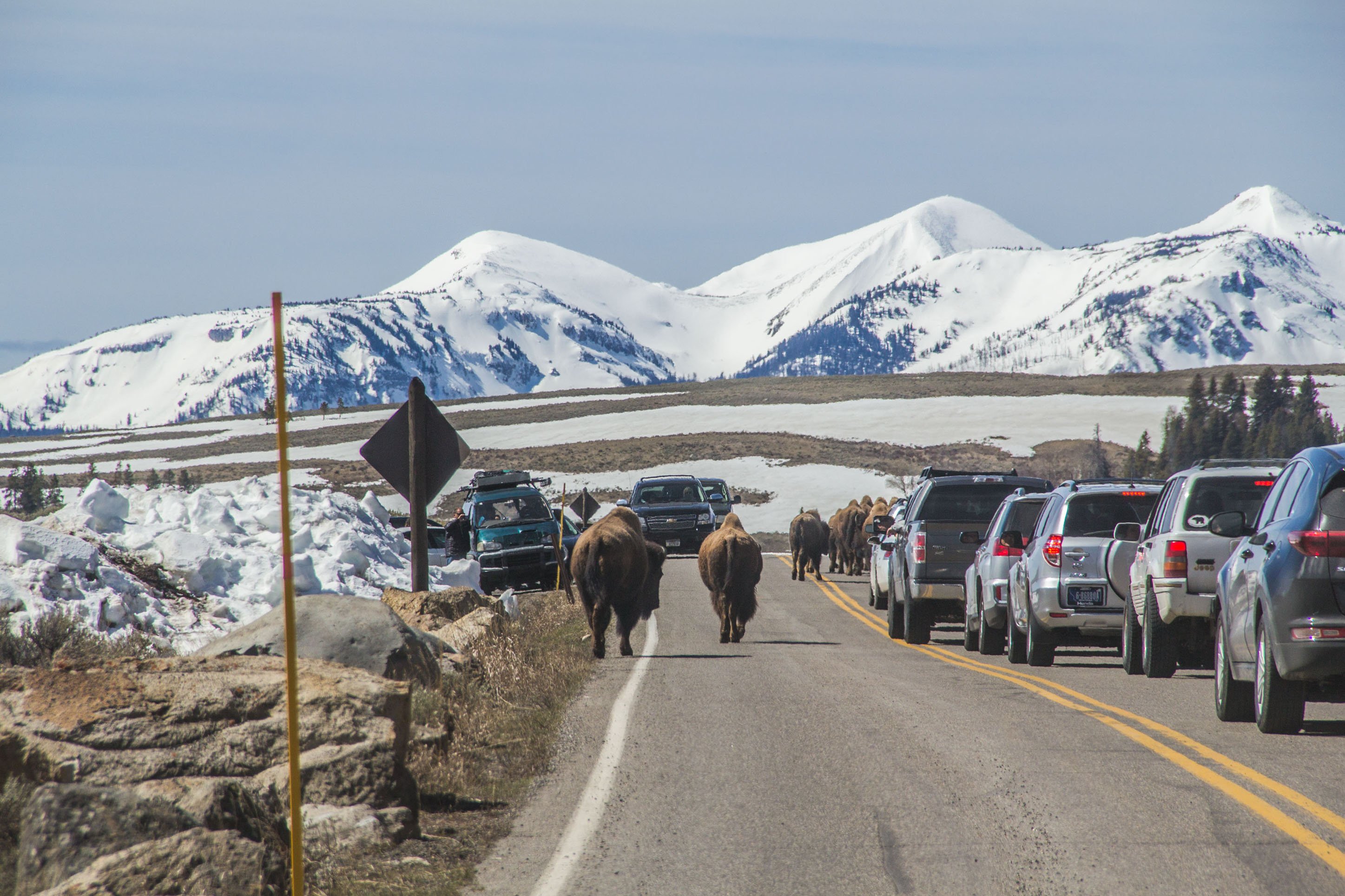 Bison in Yellowstone National Park