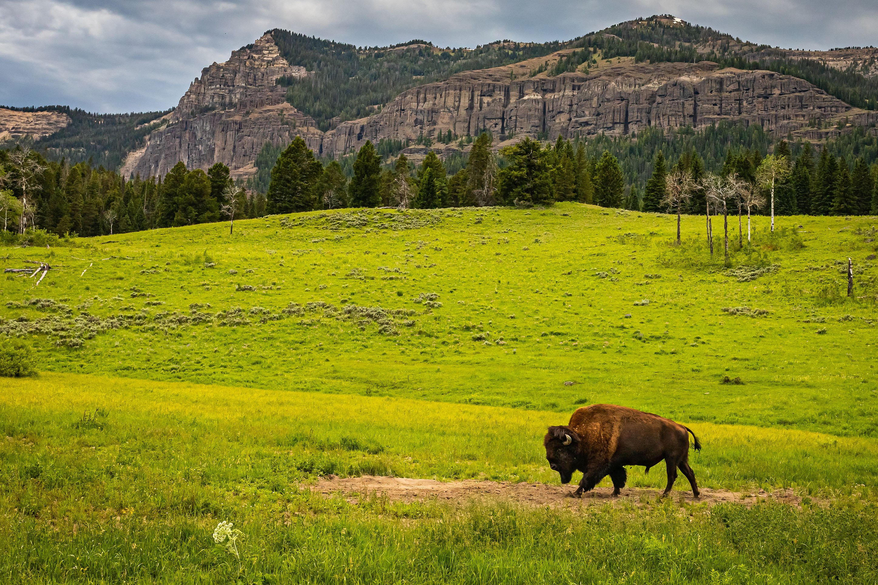 Bison in Yellowstone National Park in the Spring