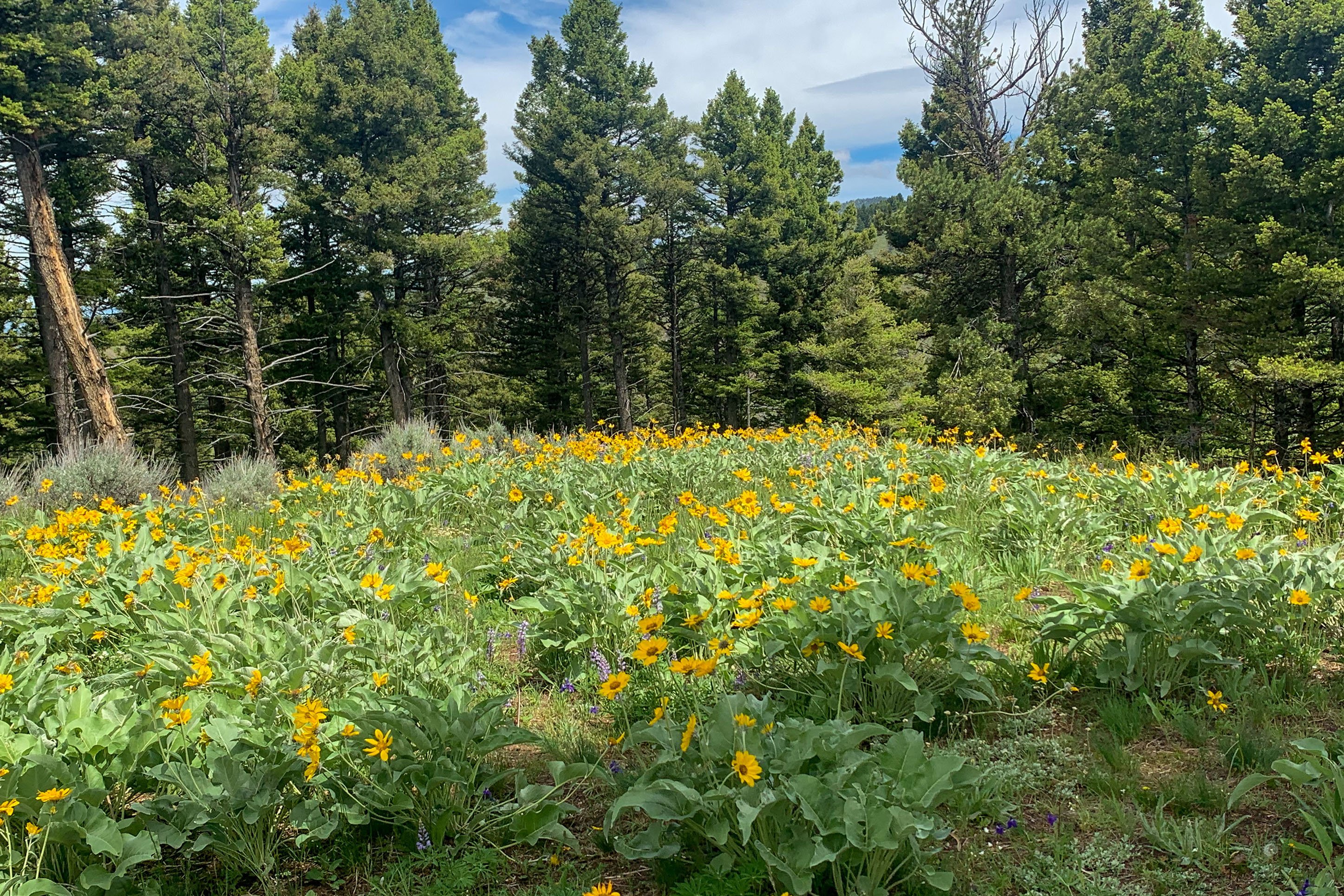 CVB_wildflower-hikes-blog1