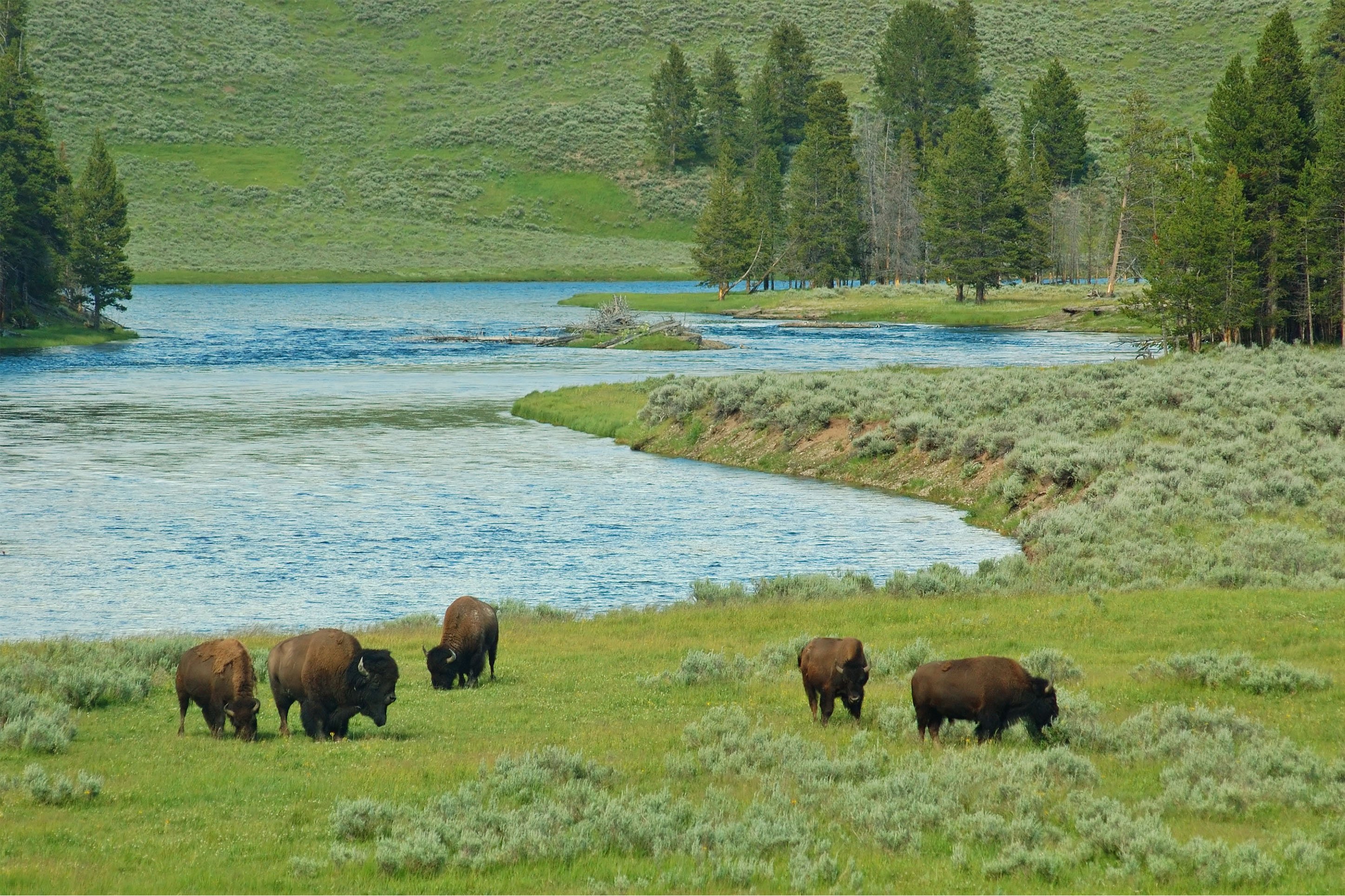 Bison in Yellowstone National Park