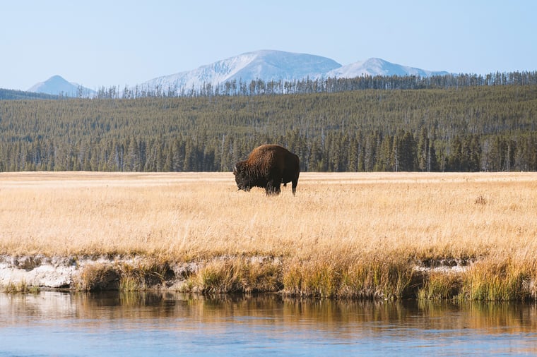 CVB_yellowstone-is-back-blog2