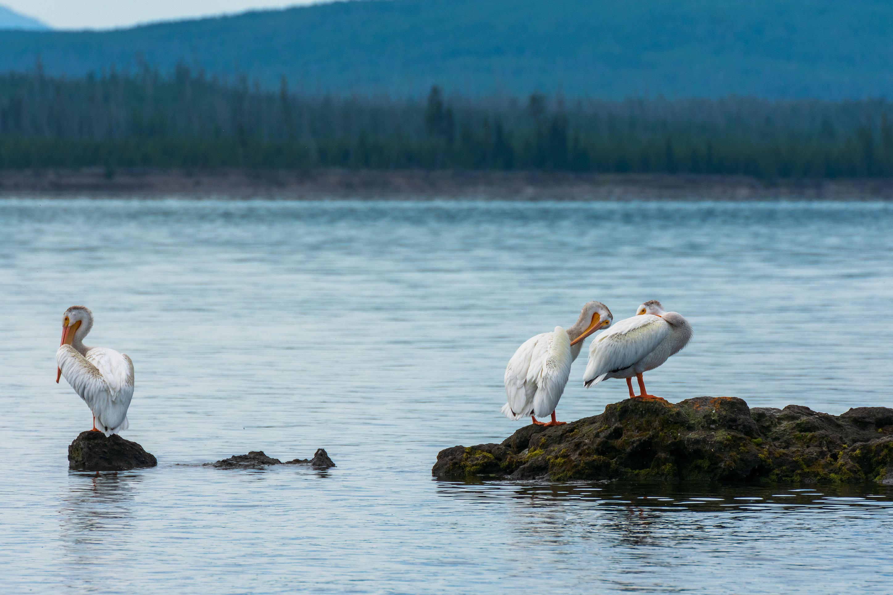 Pelicans in Yellowstone