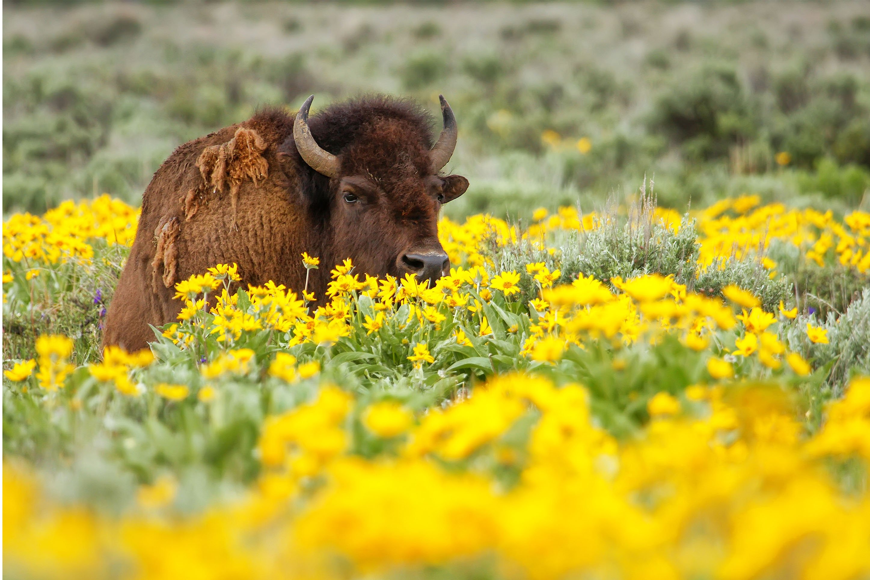 Bison in wildflowers at Yellowstone