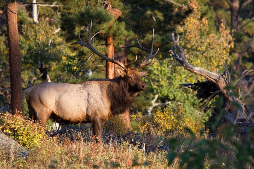 Bull elk in Yellowstone