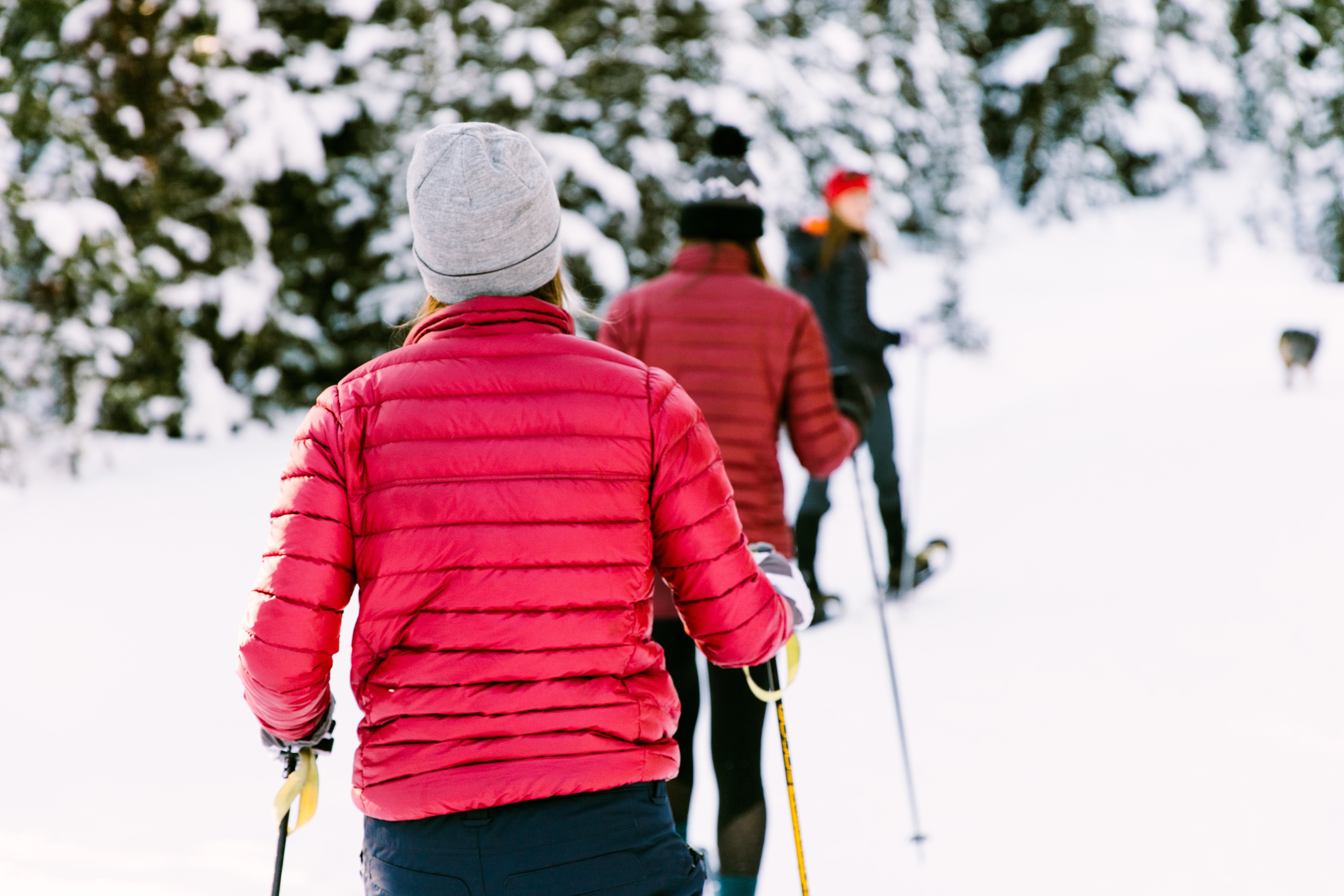 Snowshoeing in Yellowstone National Park