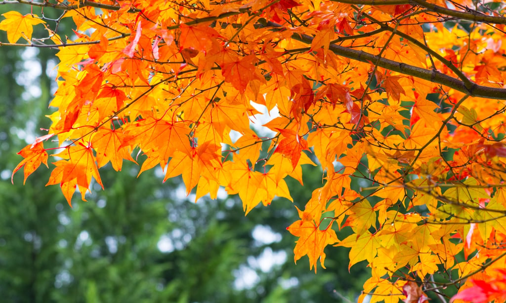 Fall Foliage