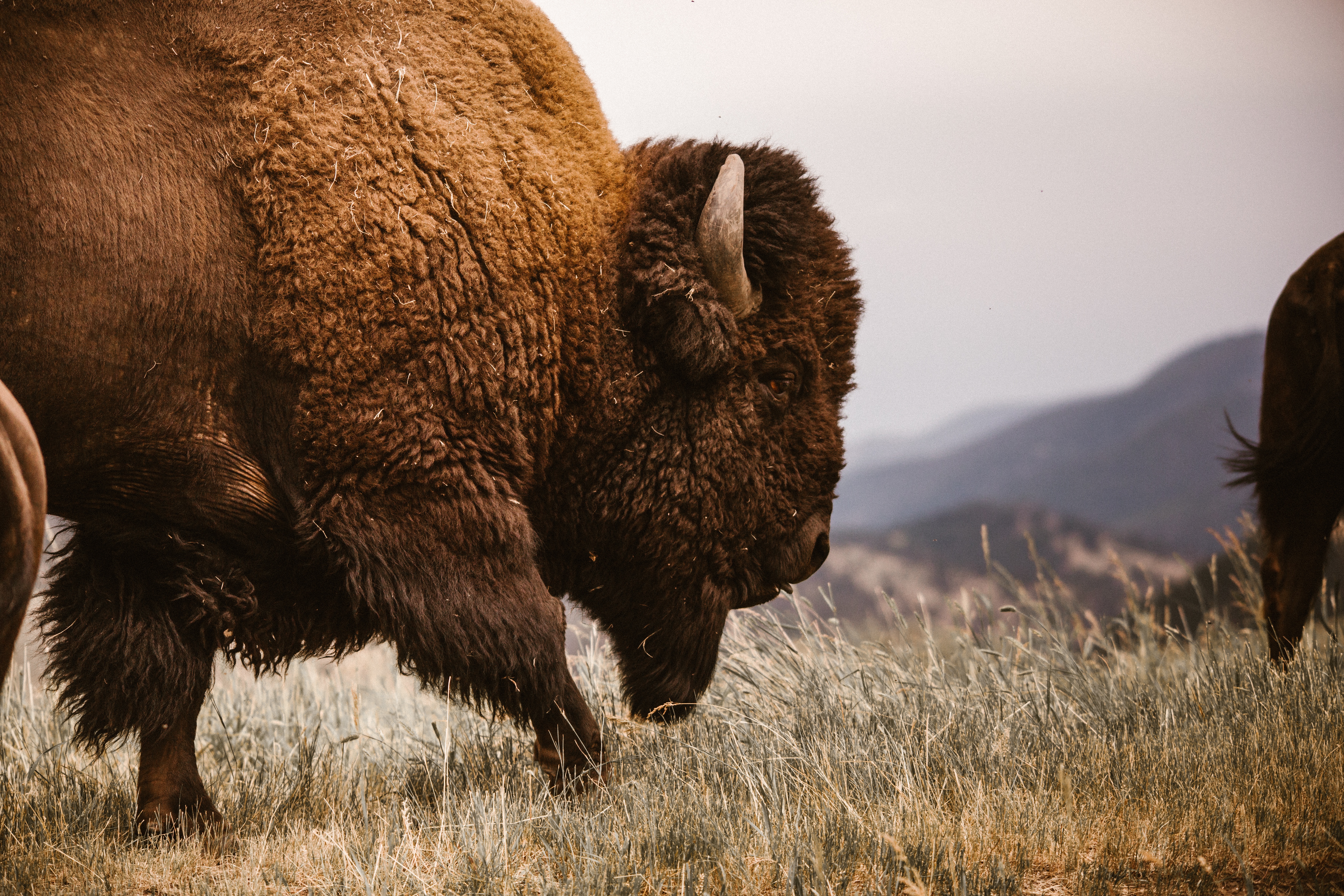 Bison in Yellowstone National Park