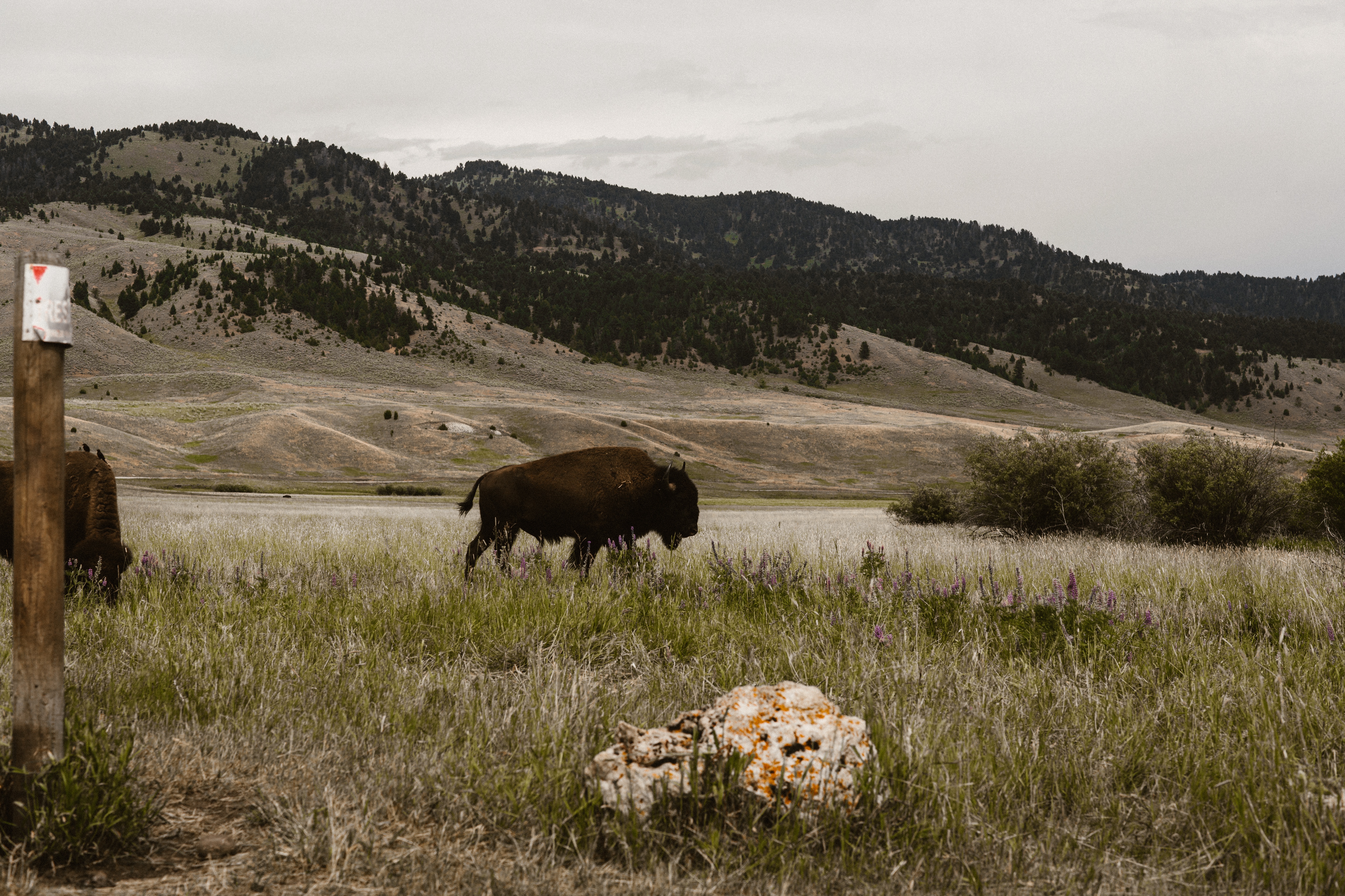 Yellowstone Wildlife
