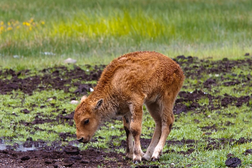 Bison calf in Yellowstone