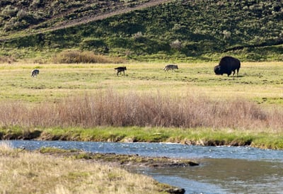 Wolves in Yellowstone