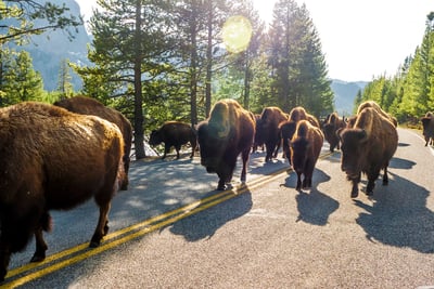 yellowstone-bison