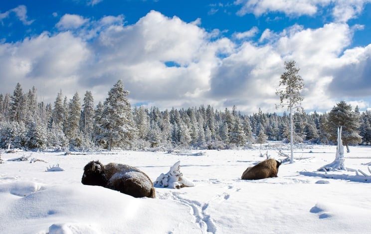 Yellowstone bison in the snow
