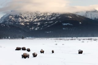 Yellowstone Winter Wildlife