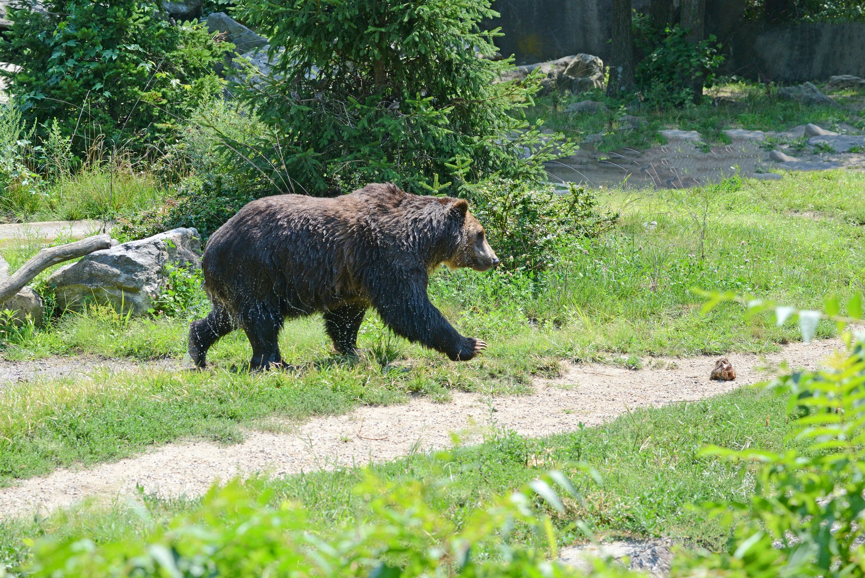 Bear Awareness While Hiking in Yellowstone